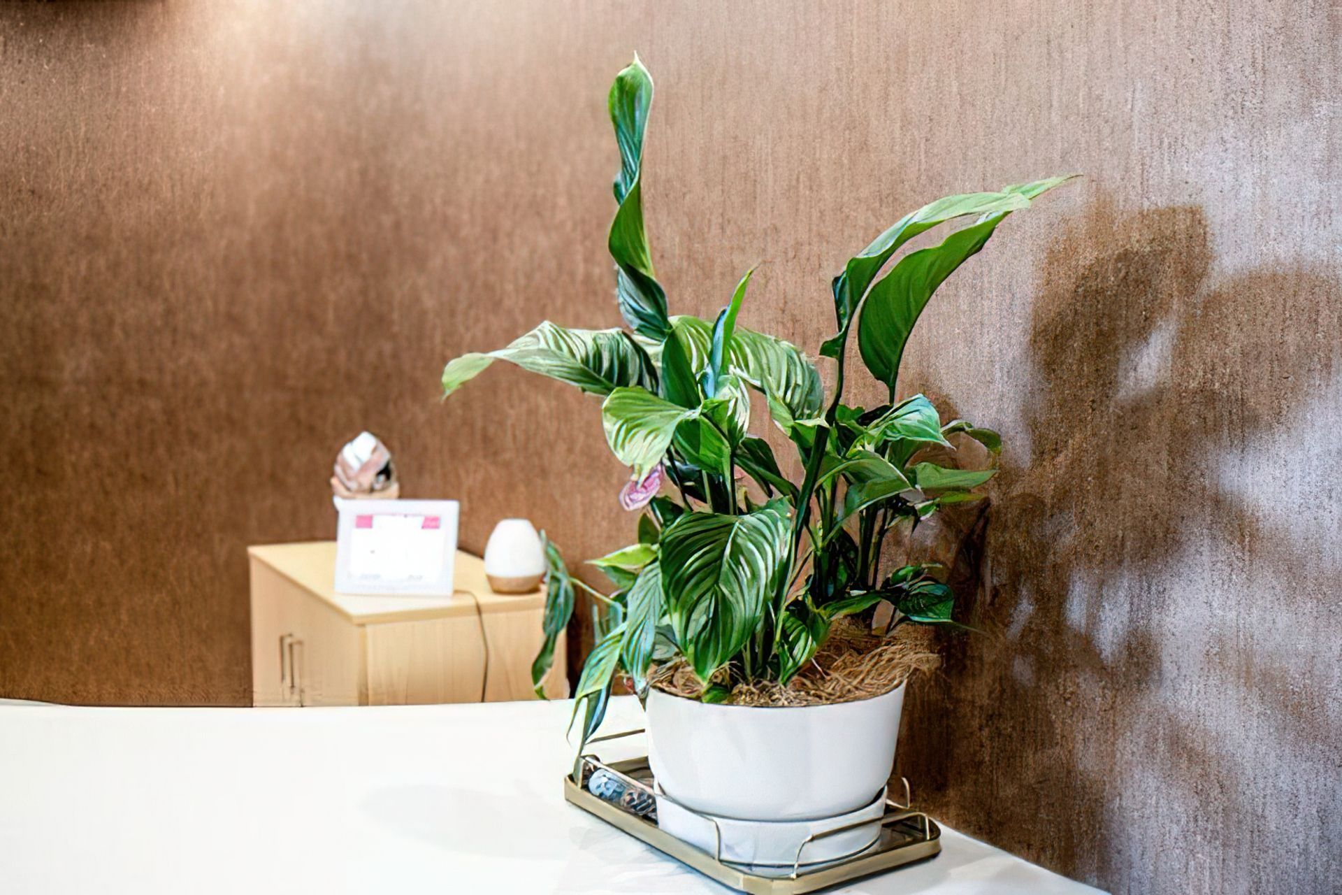 Everil Orr Indoor Plants