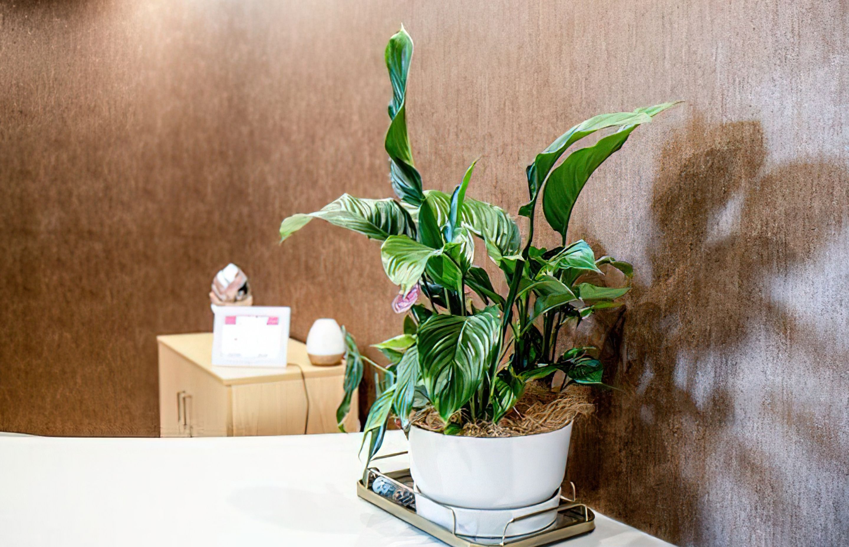 Everil Orr Indoor Plants
