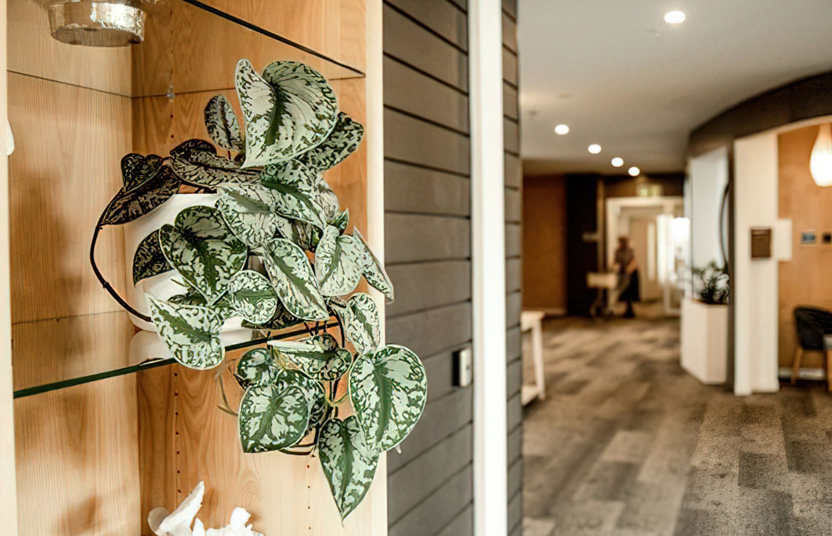 Everil Orr Indoor Plants