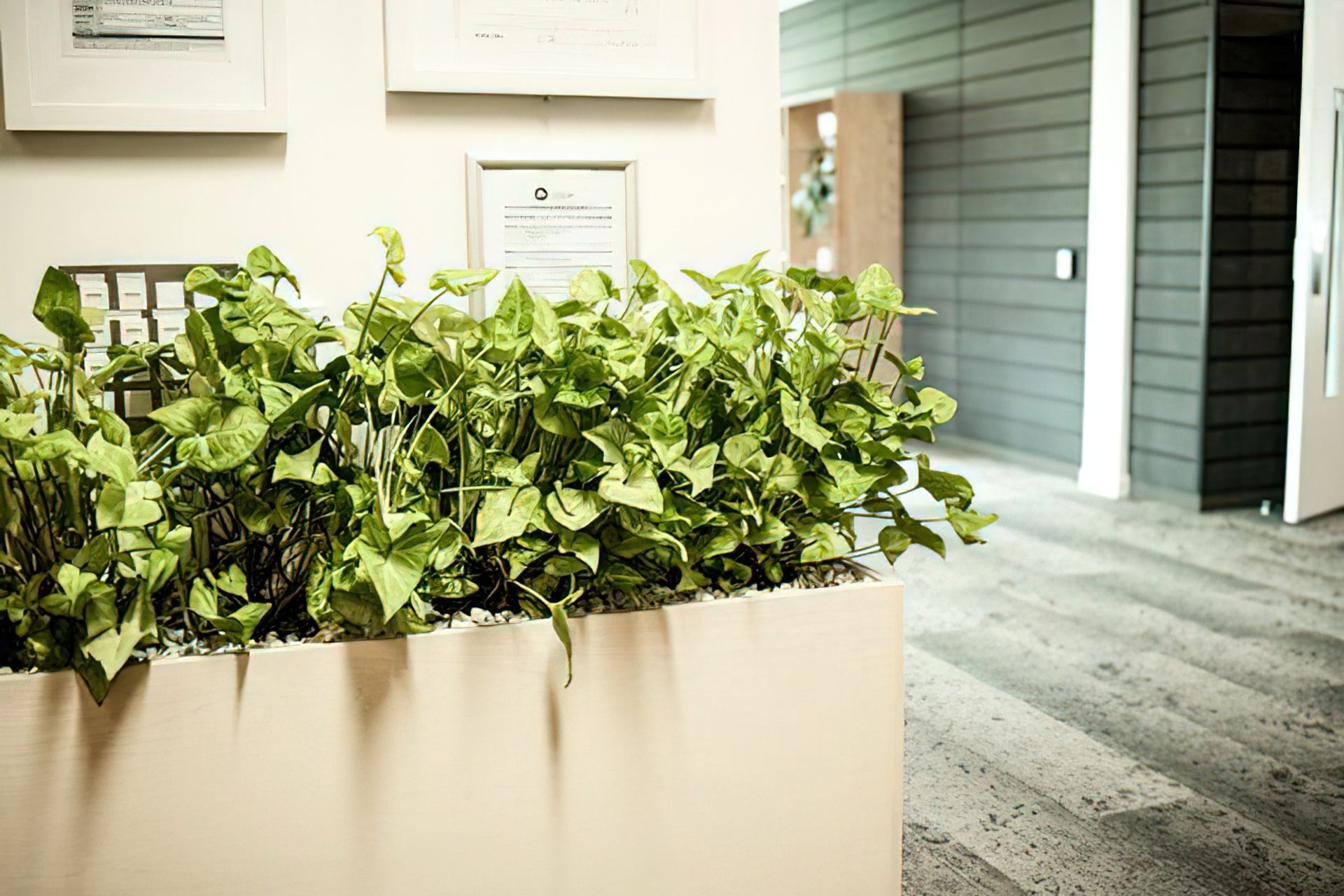 Everil Orr Indoor Plants