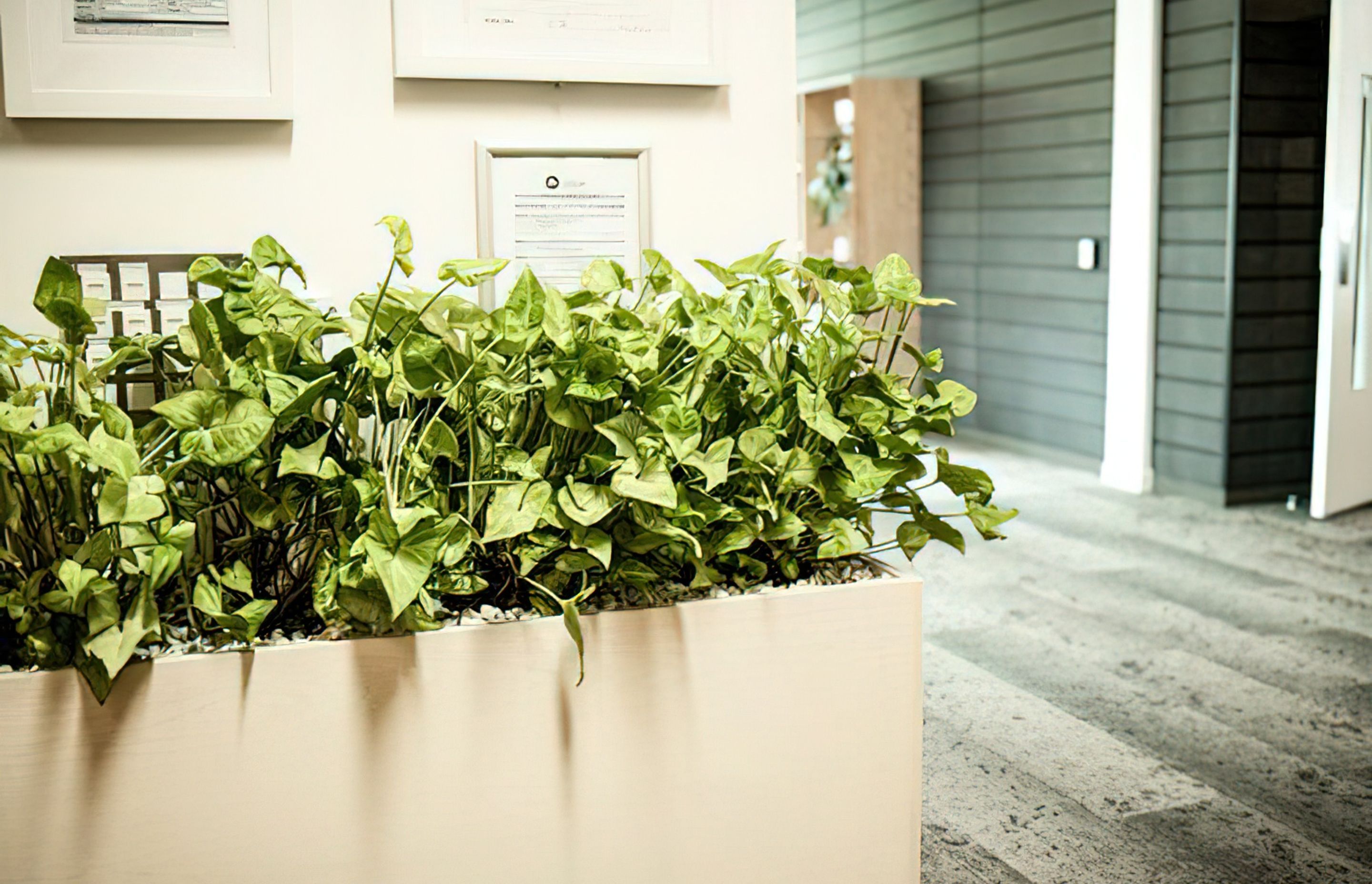 Everil Orr Indoor Plants