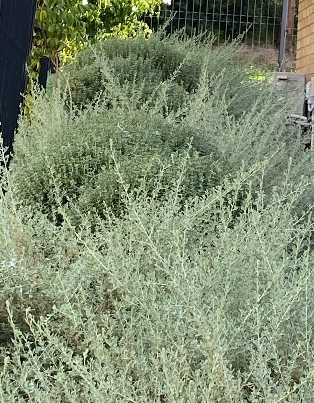 ##^^Purple Church, Commercial Project In Yarra Valley