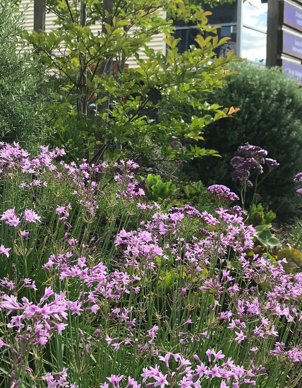 ##^^Purple Church, Commercial Project In Yarra Valley