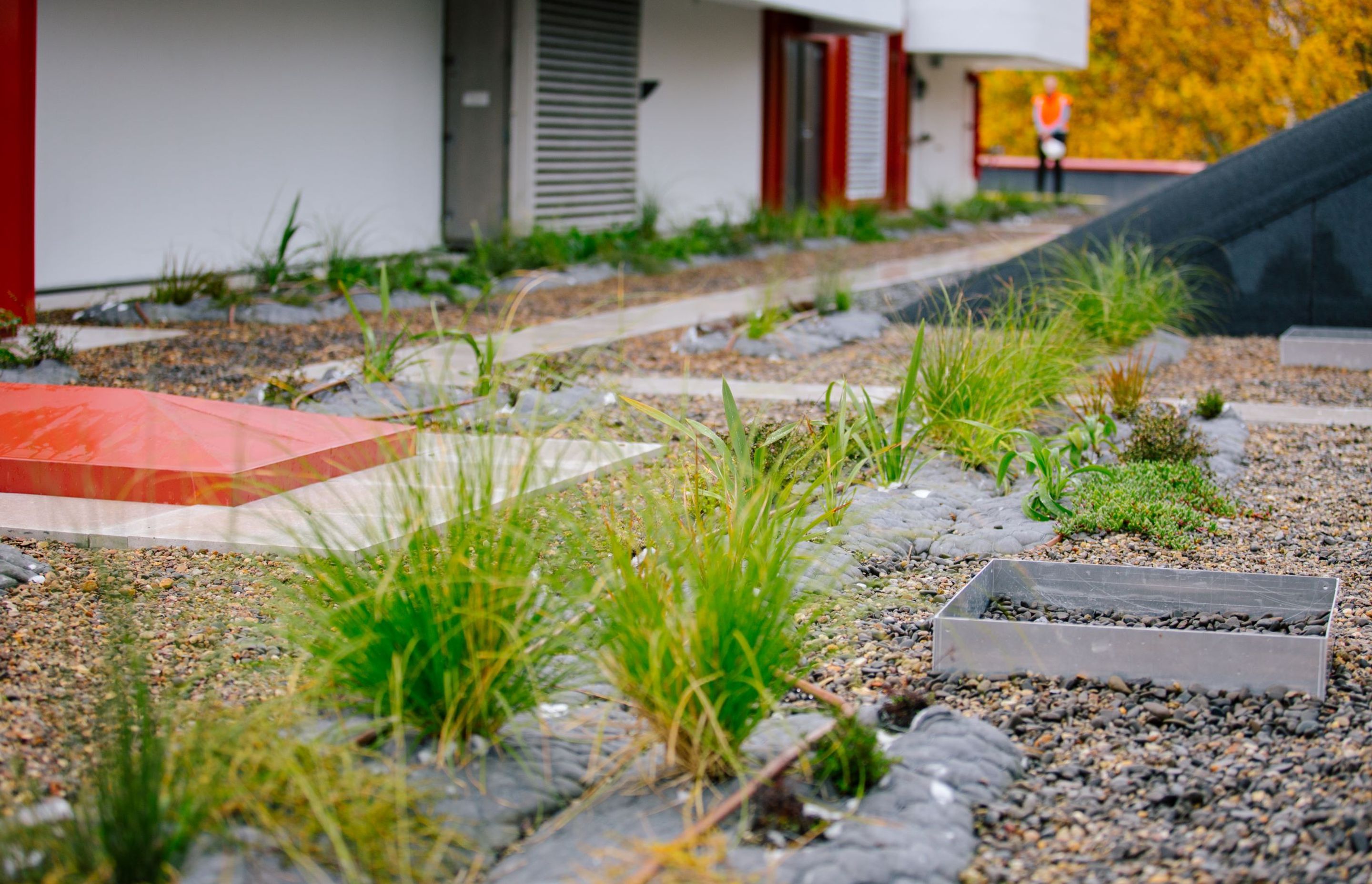 Auckland City Library Green Roof