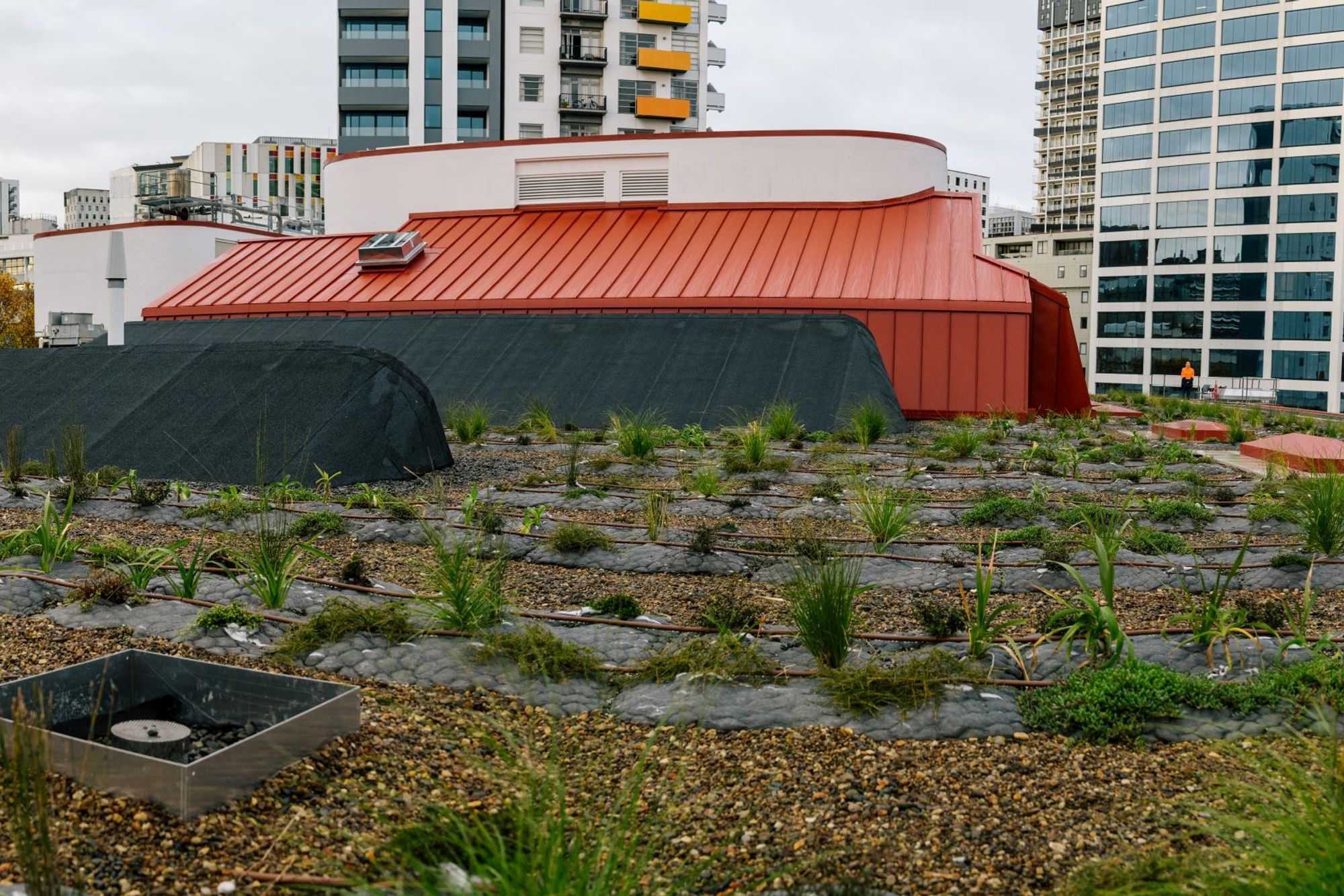 Auckland City Library Green Roof