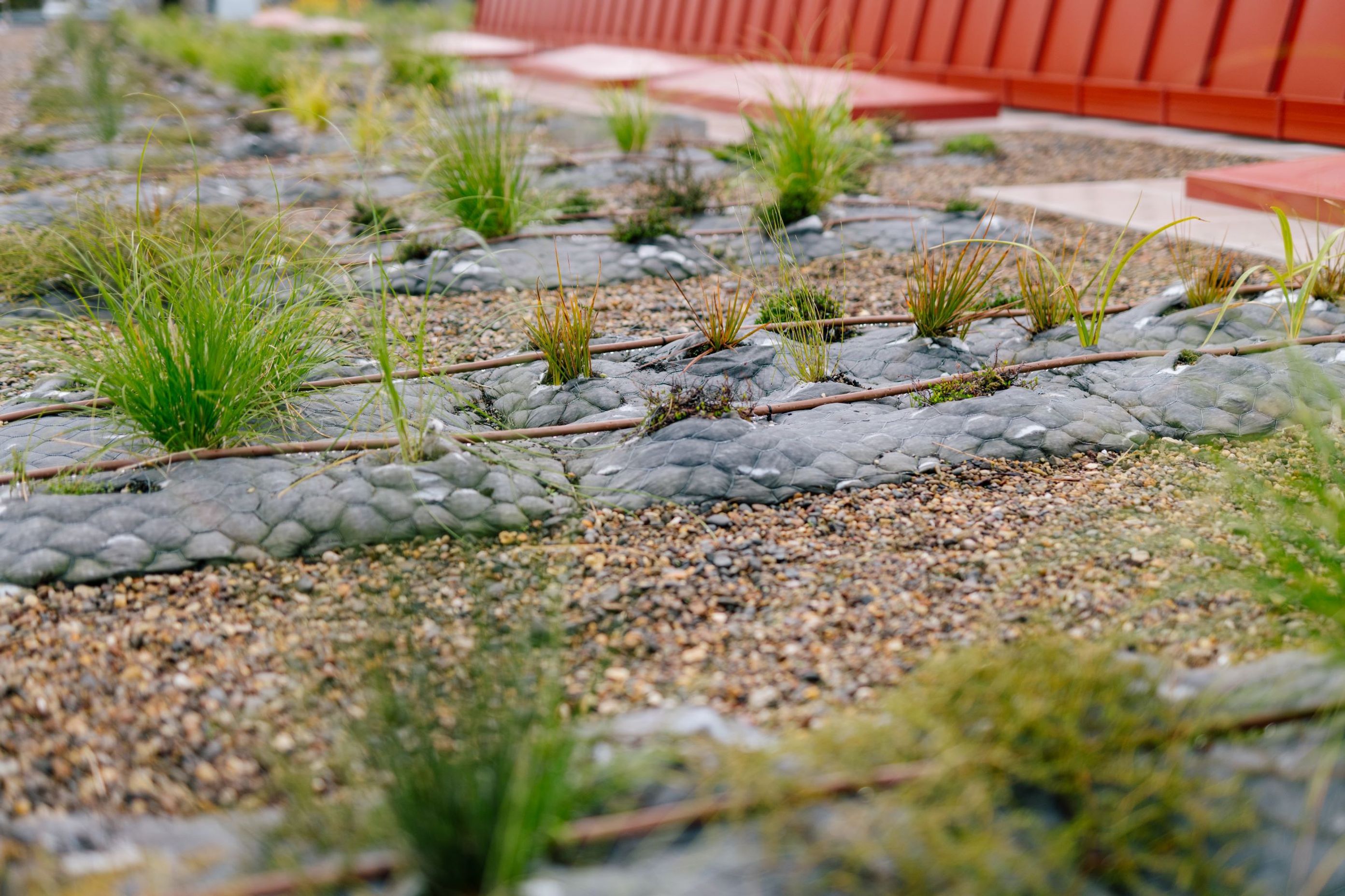 Auckland City Library Green Roof