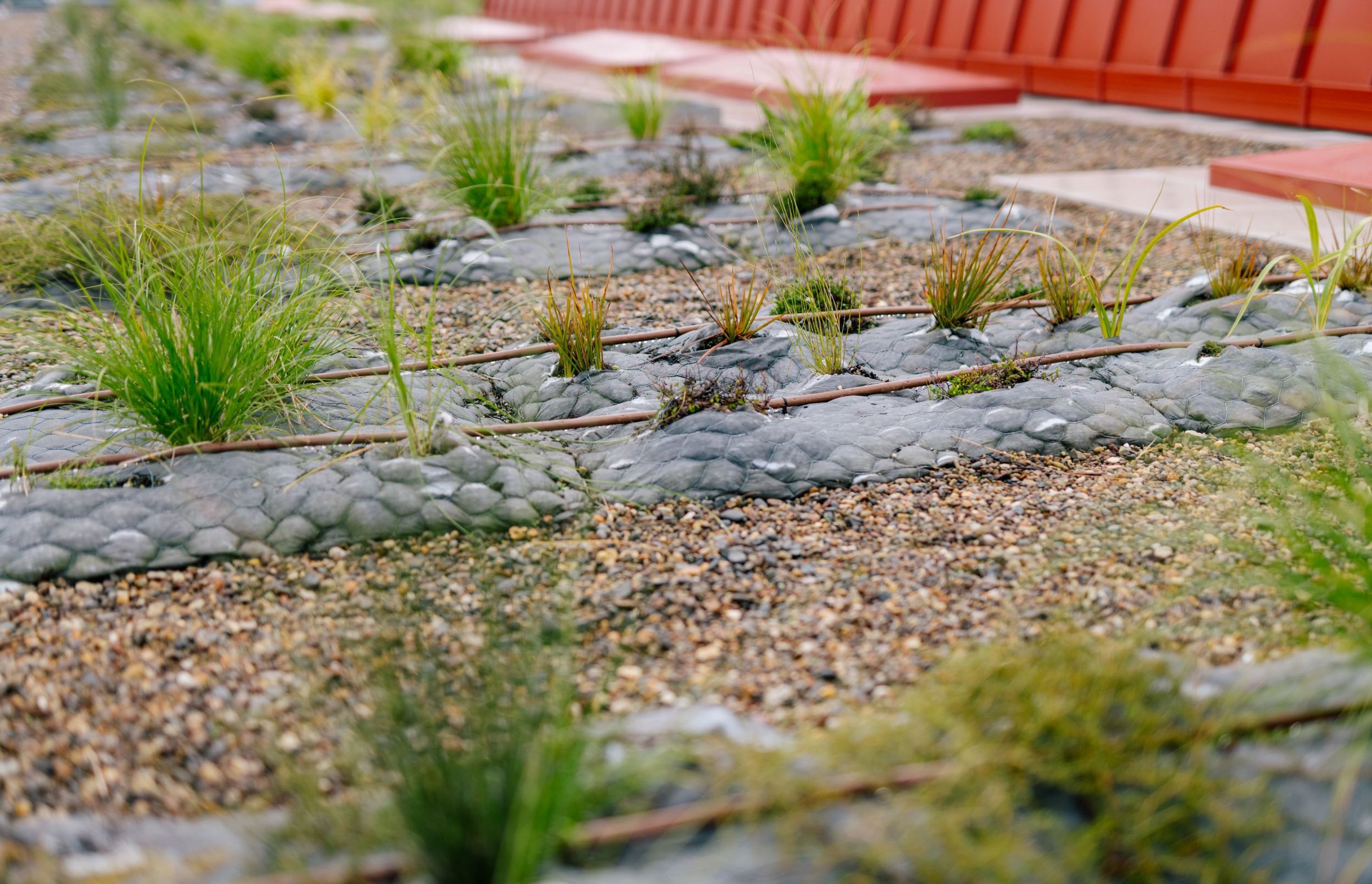 Auckland City Library Green Roof