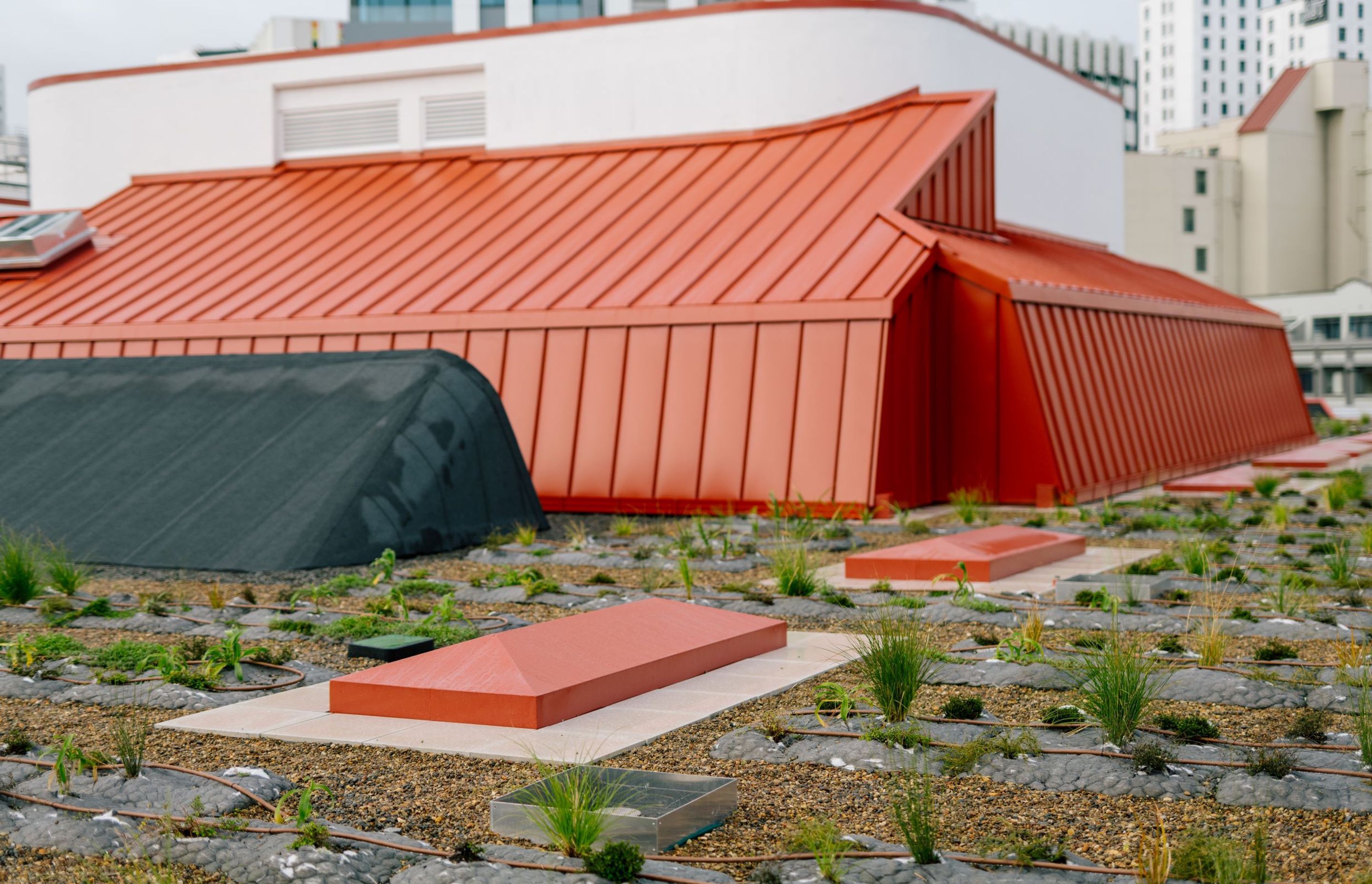 Auckland City Library Green Roof