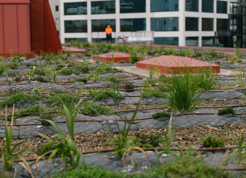 Auckland City Library Green Roof