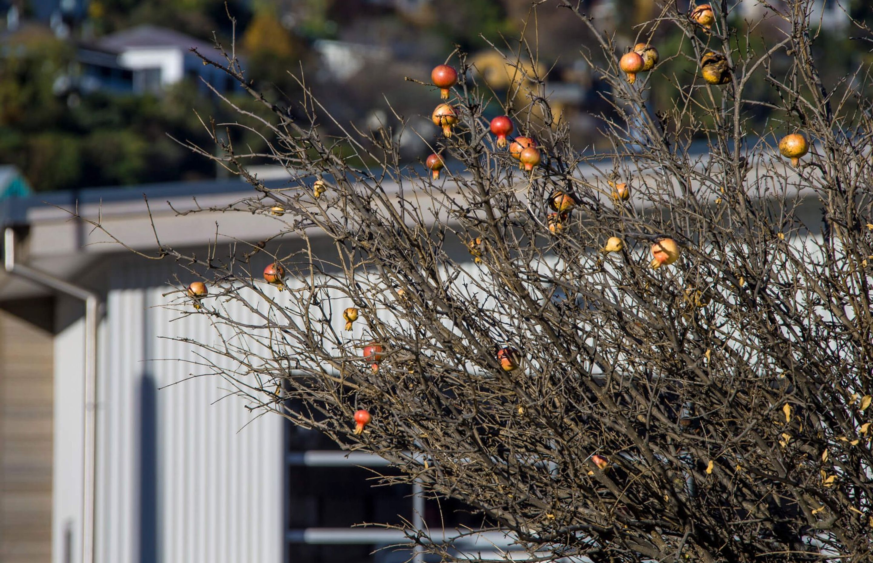 Lyttelton Fire Station