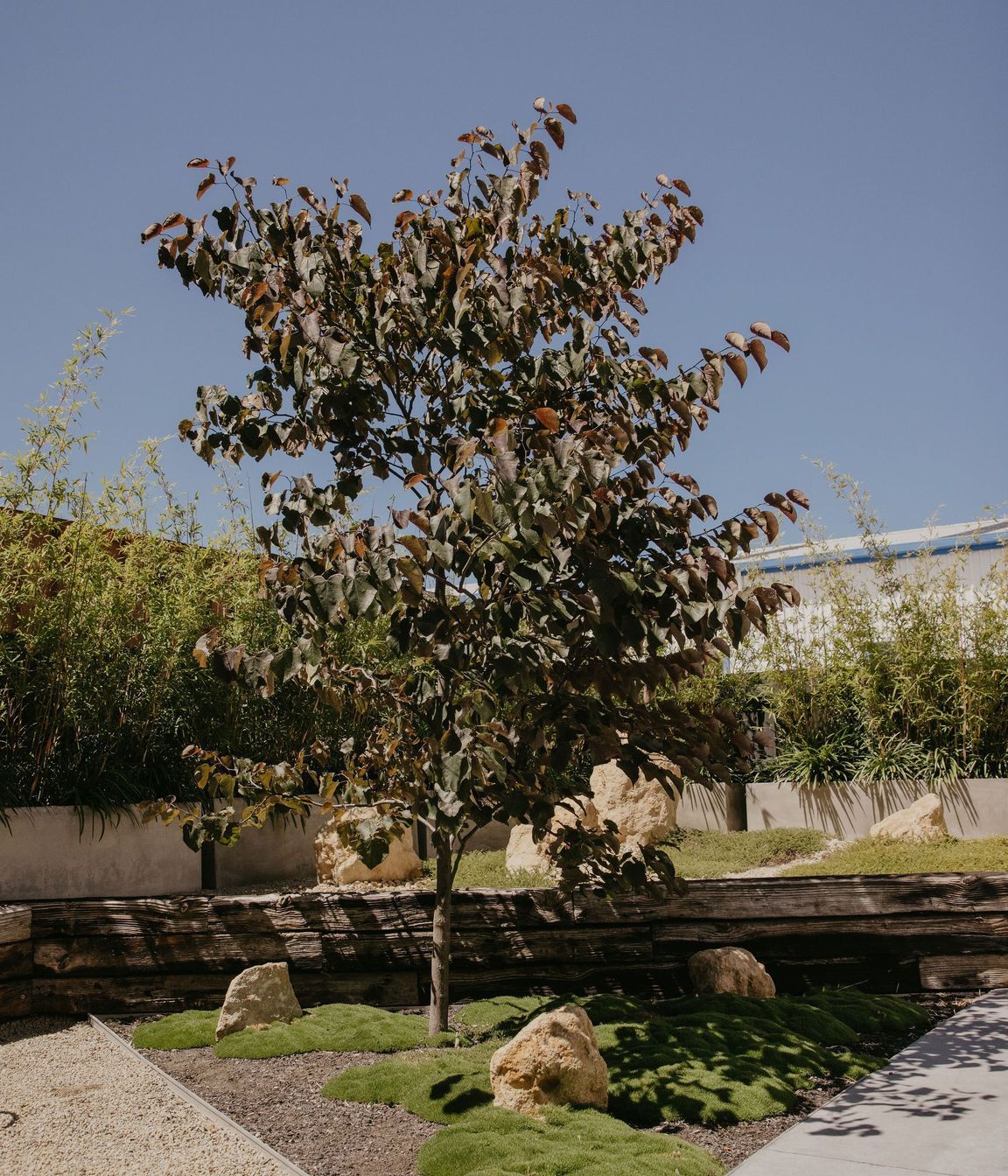 Dnature Project