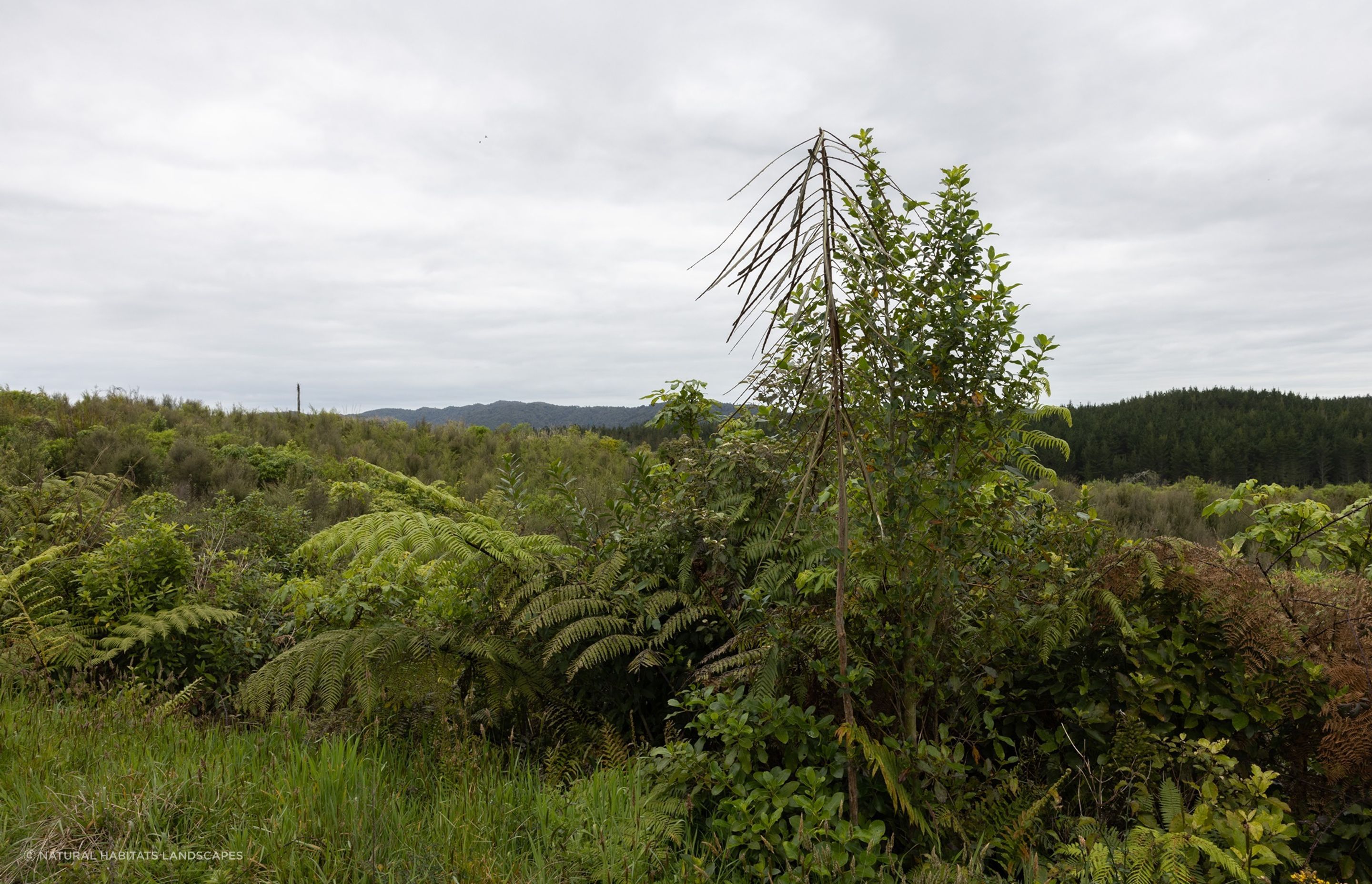 Hunua Reforestation
