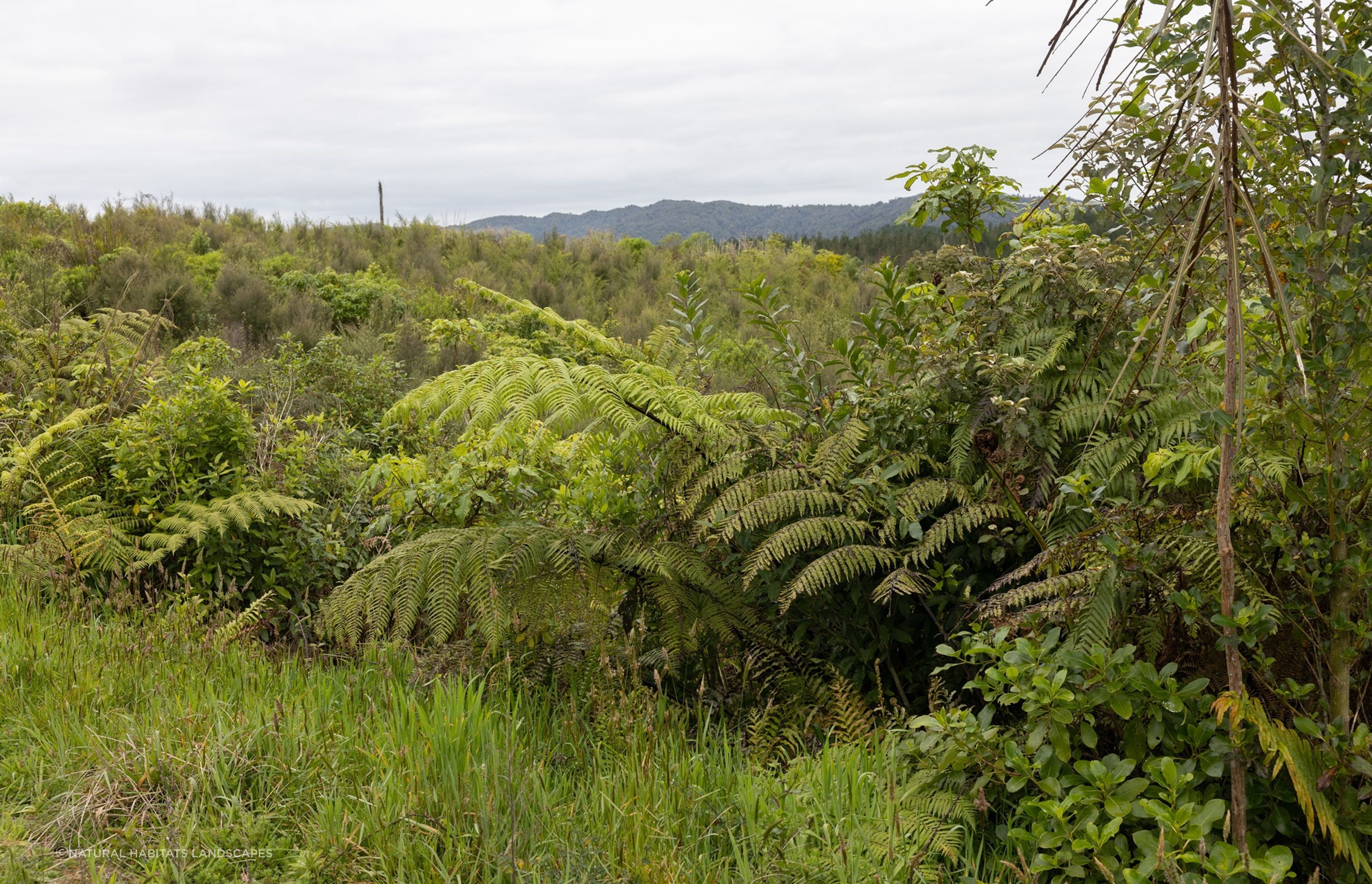 Hunua Reforestation