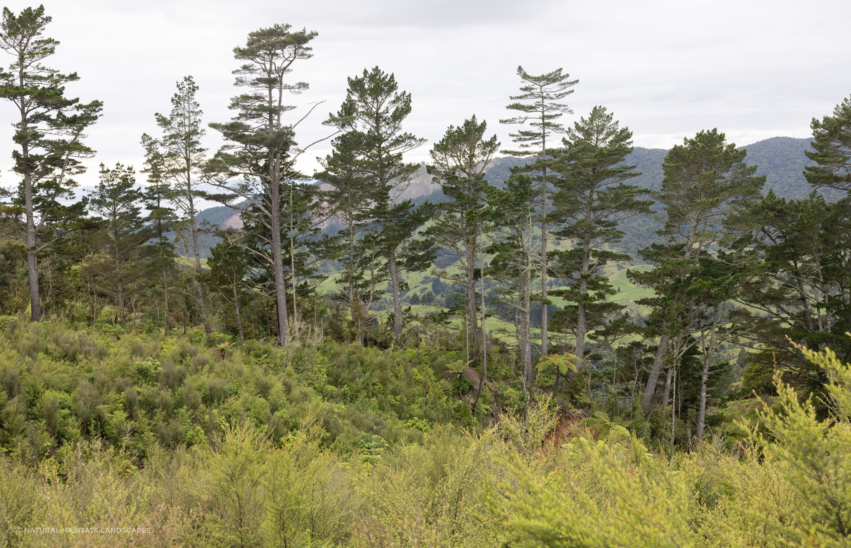 Hunua Reforestation