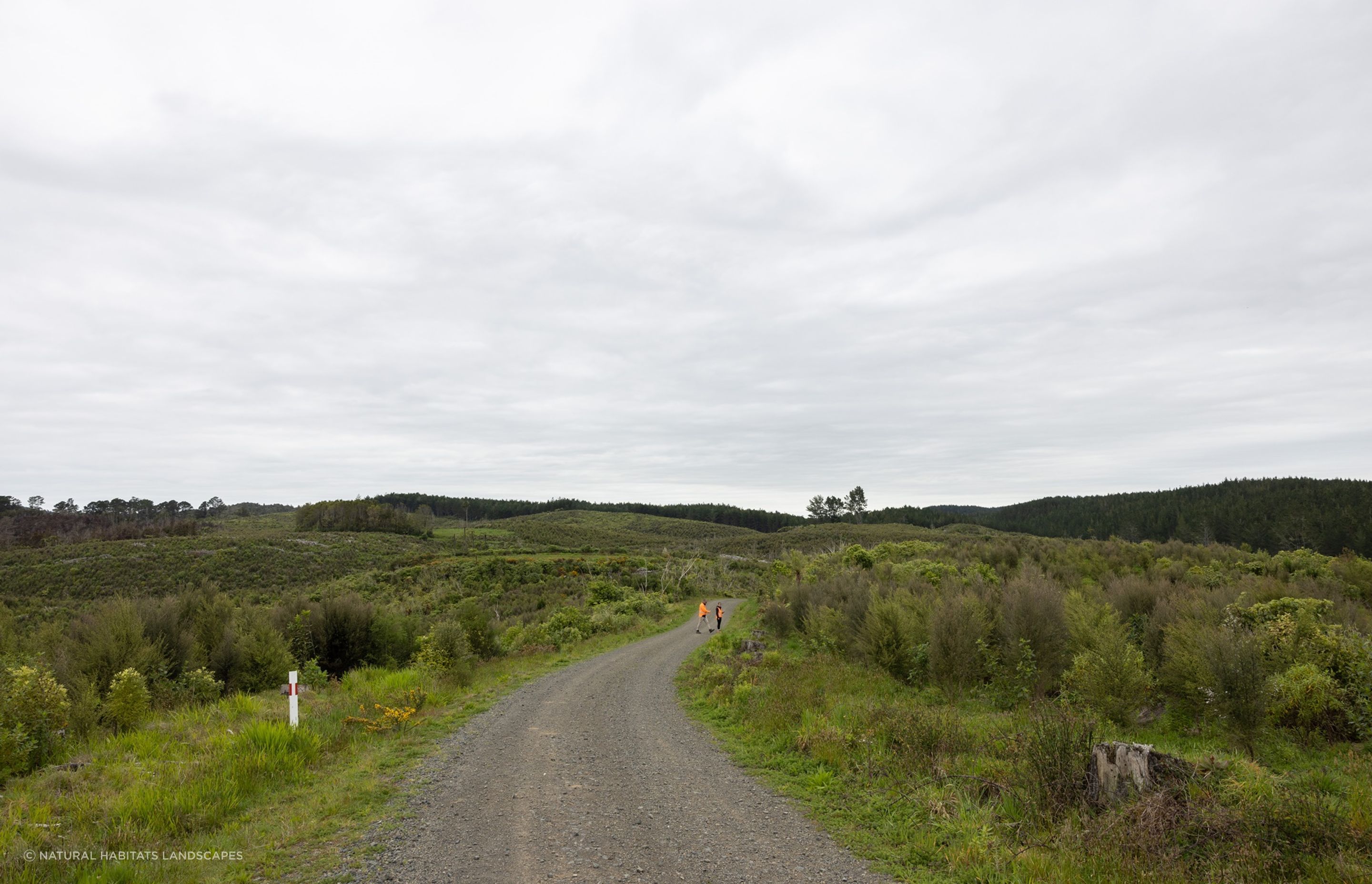 Hunua Reforestation
