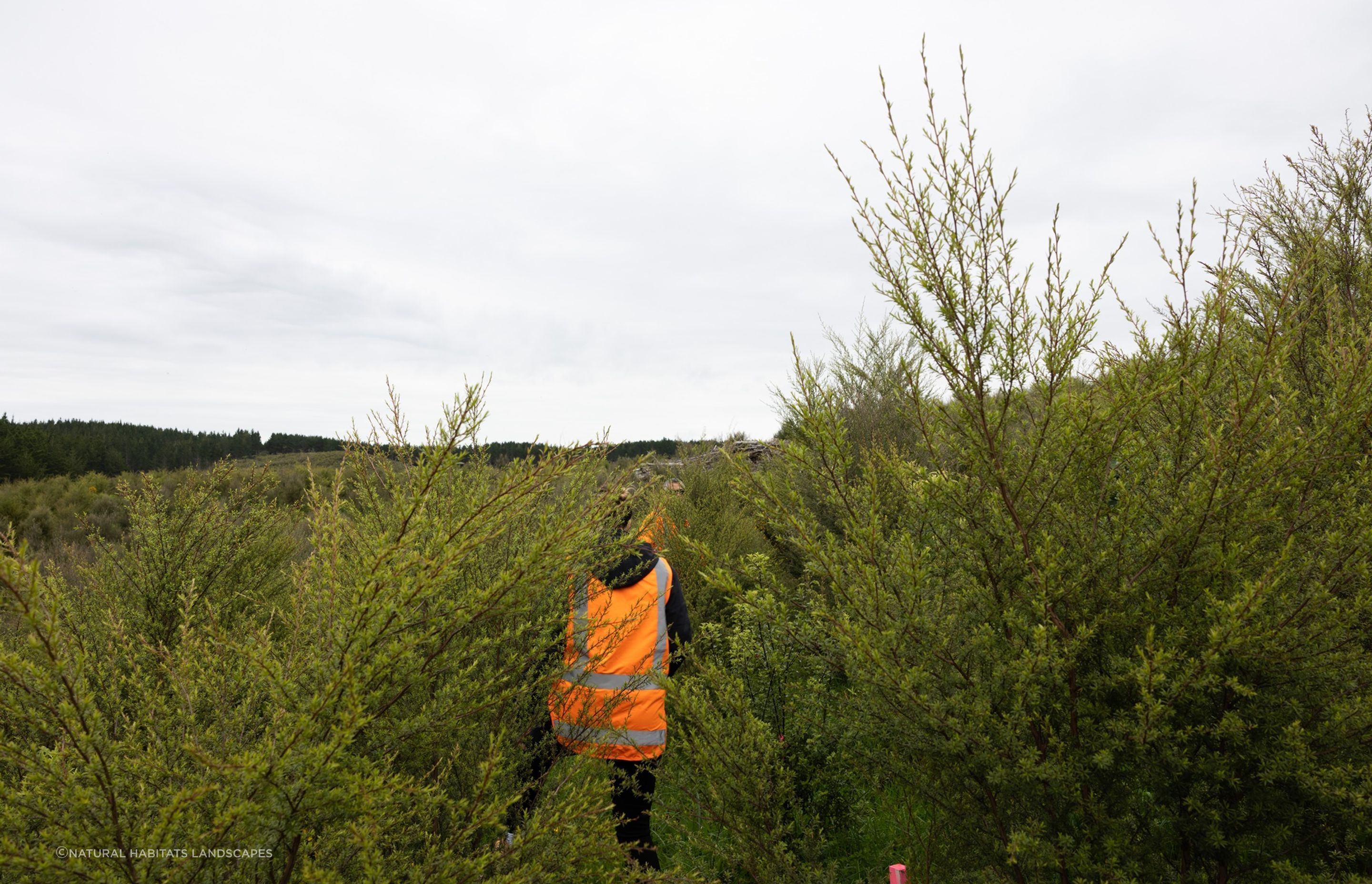 Hunua Reforestation
