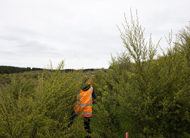 Hunua Reforestation