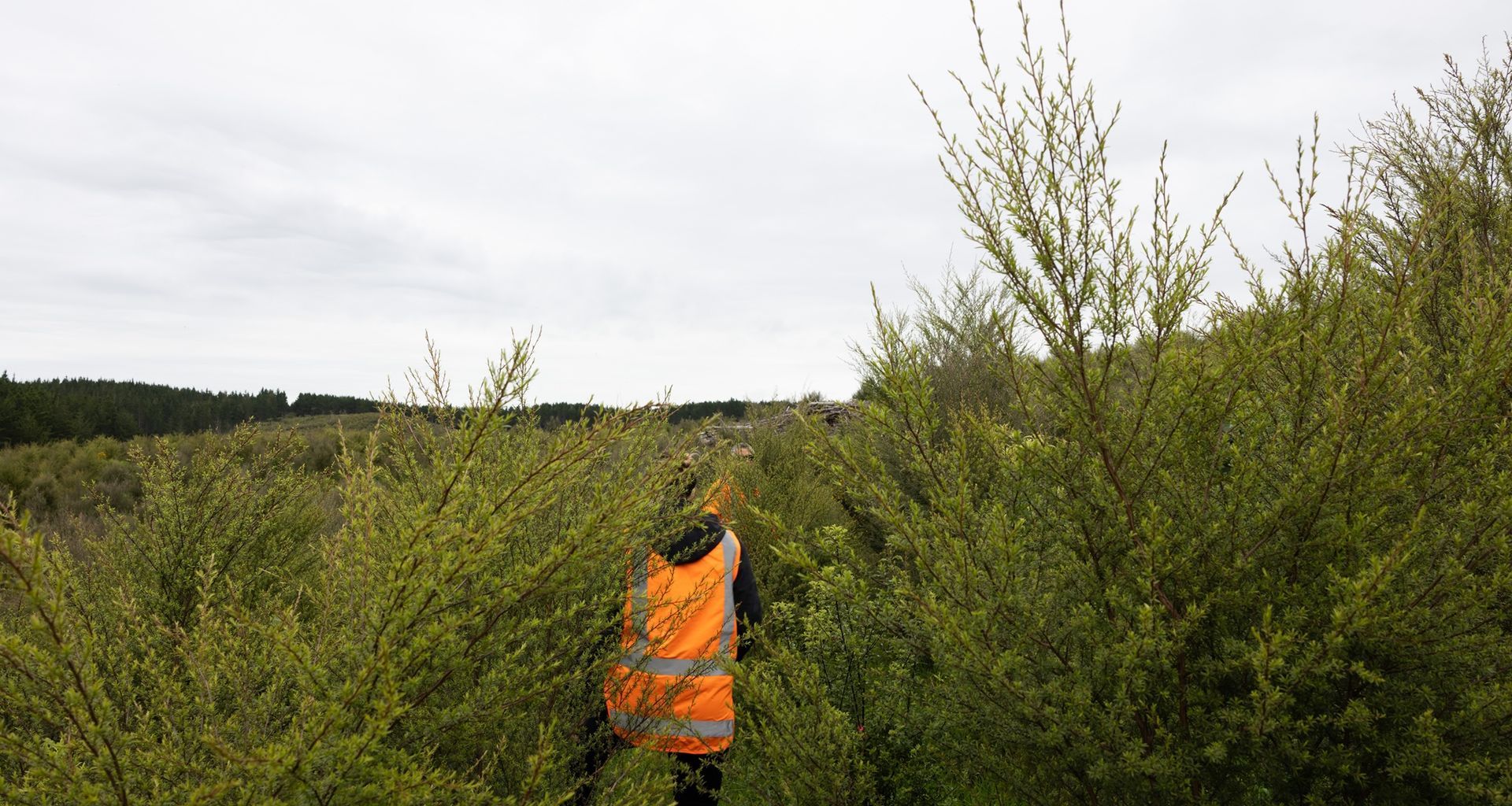 Hunua Reforestation banner
