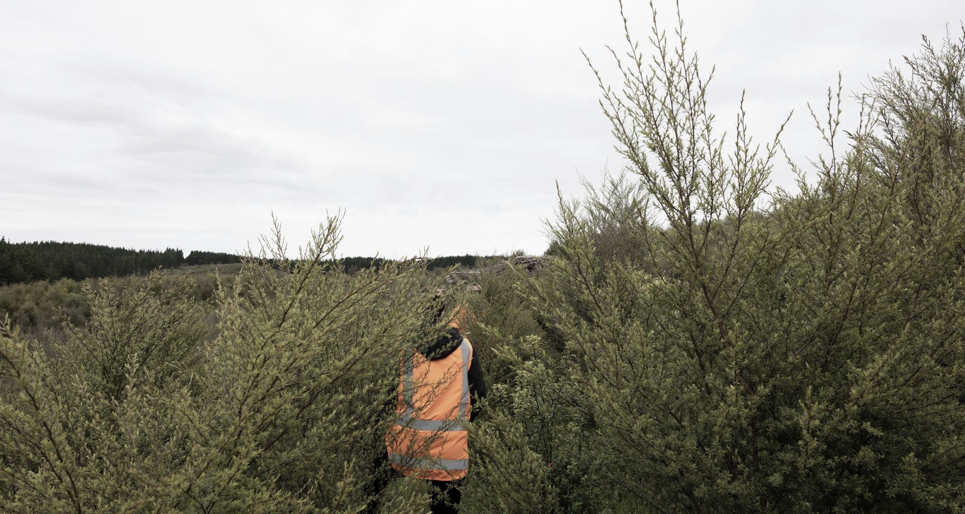 Hunua Reforestation banner