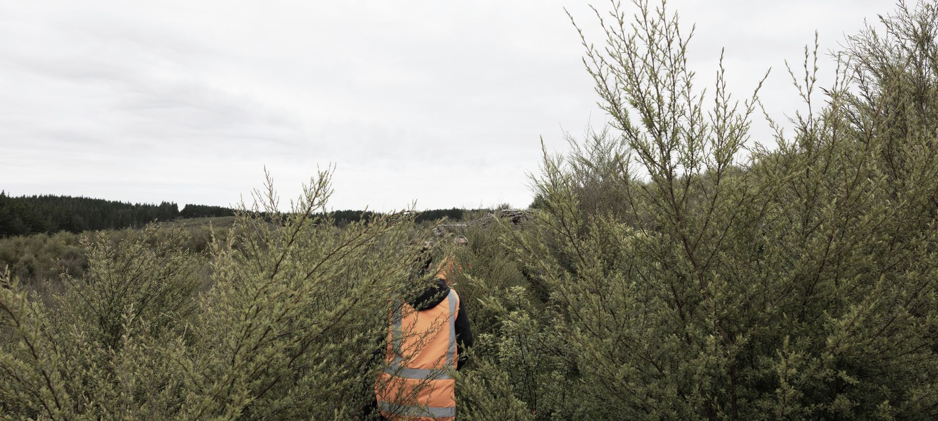 Hunua Reforestation banner