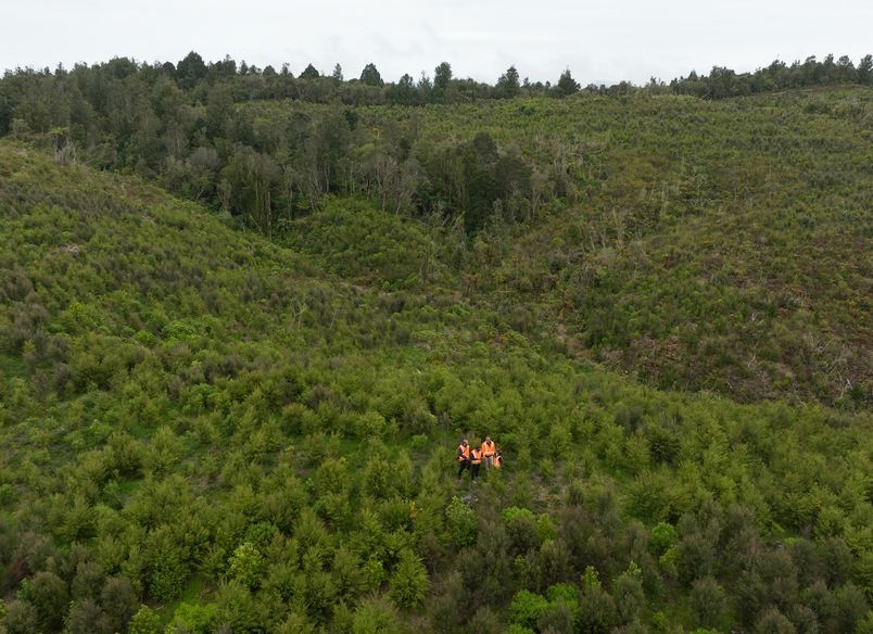 Hunua Reforestation