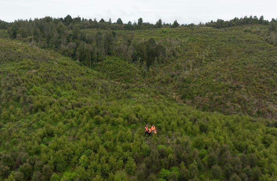 Hunua Reforestation