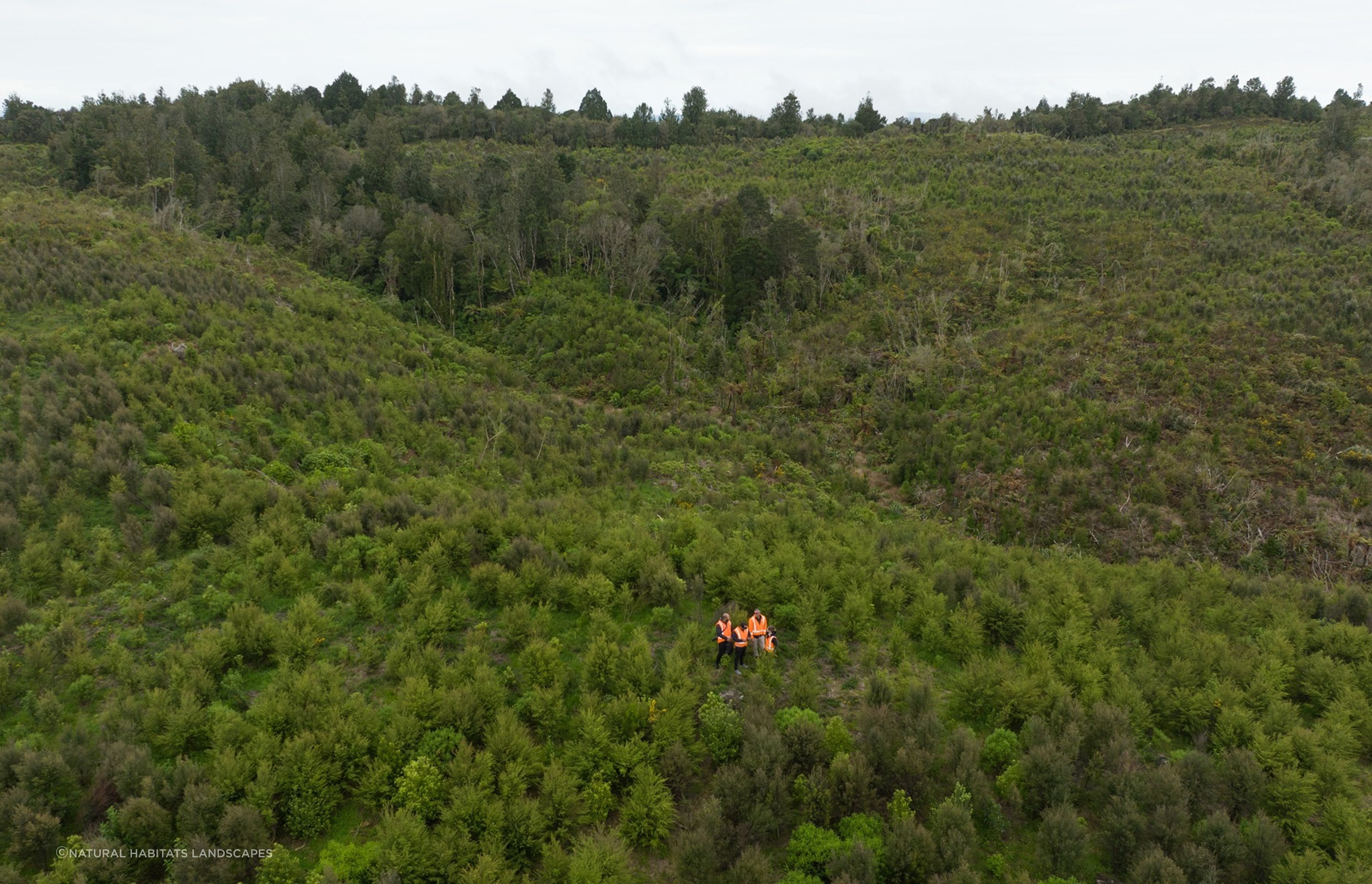 Hunua Reforestation