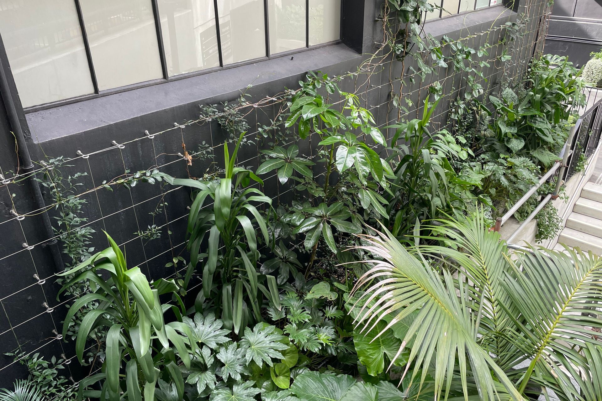 Les Mills Green Wall