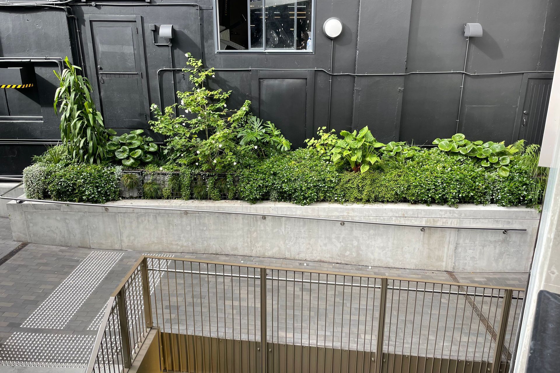 Les Mills Green Wall