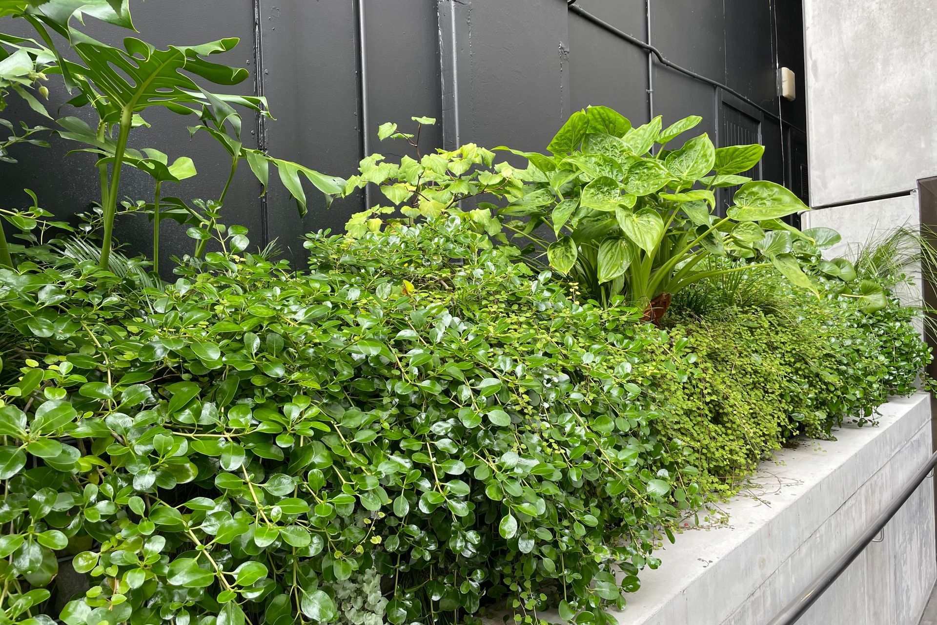 Les Mills Green Wall