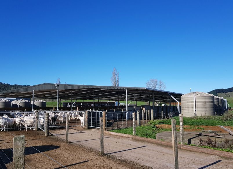 Pukerimu Dairy Goat Farm