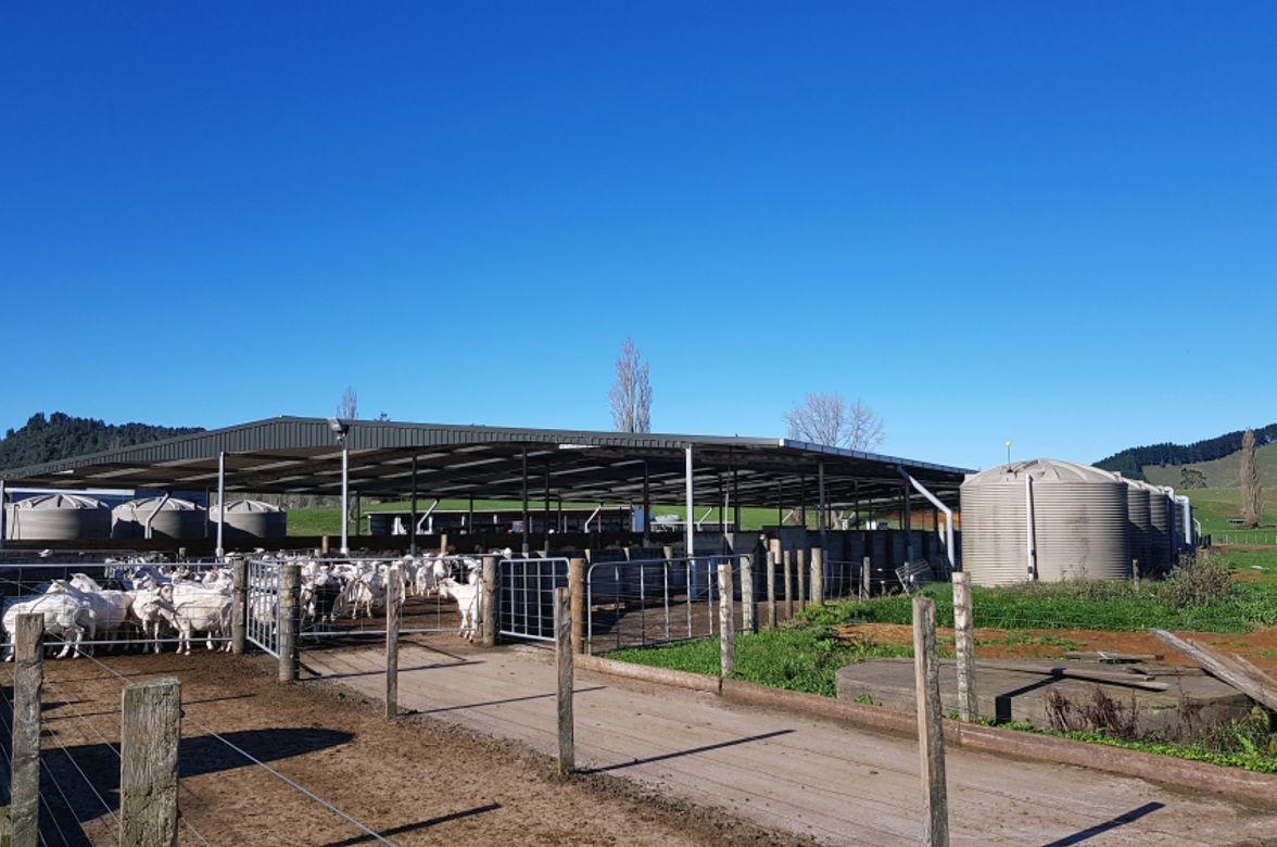 Pukerimu Dairy Goat Farm