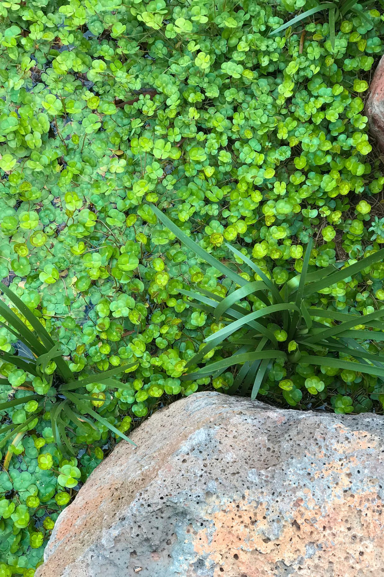 WETLANDPLANTS.jpg