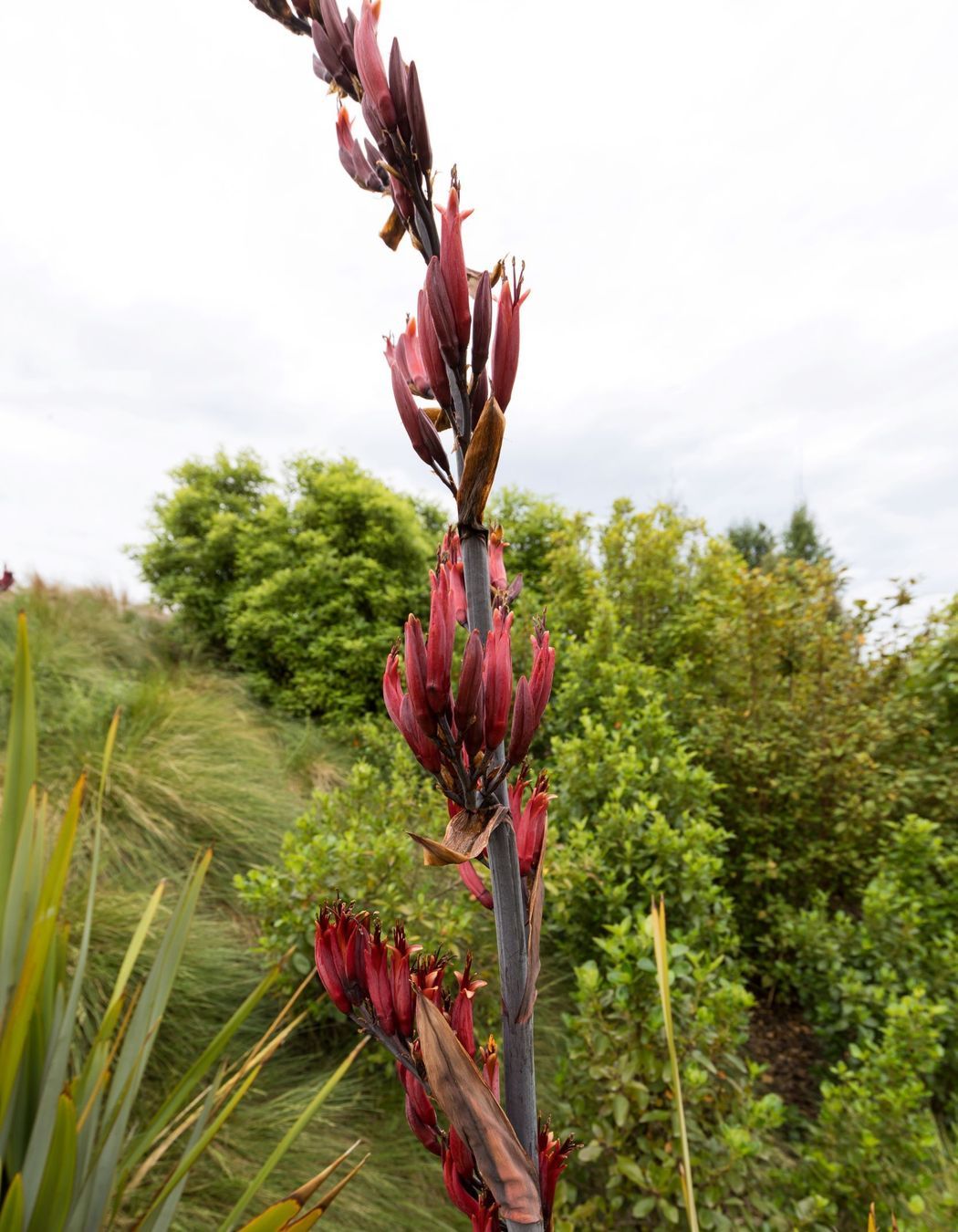 Western Belfast Bypass Planting, Christchurch