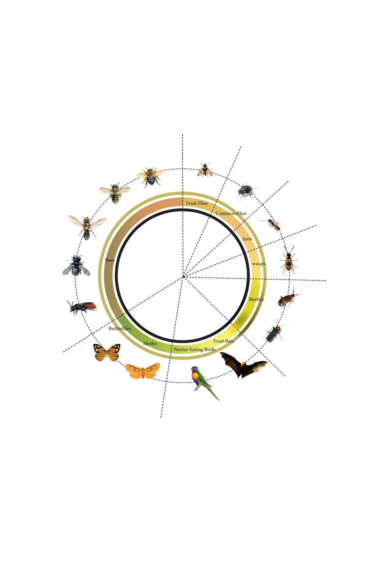 australianpollinatinginsects.jpg