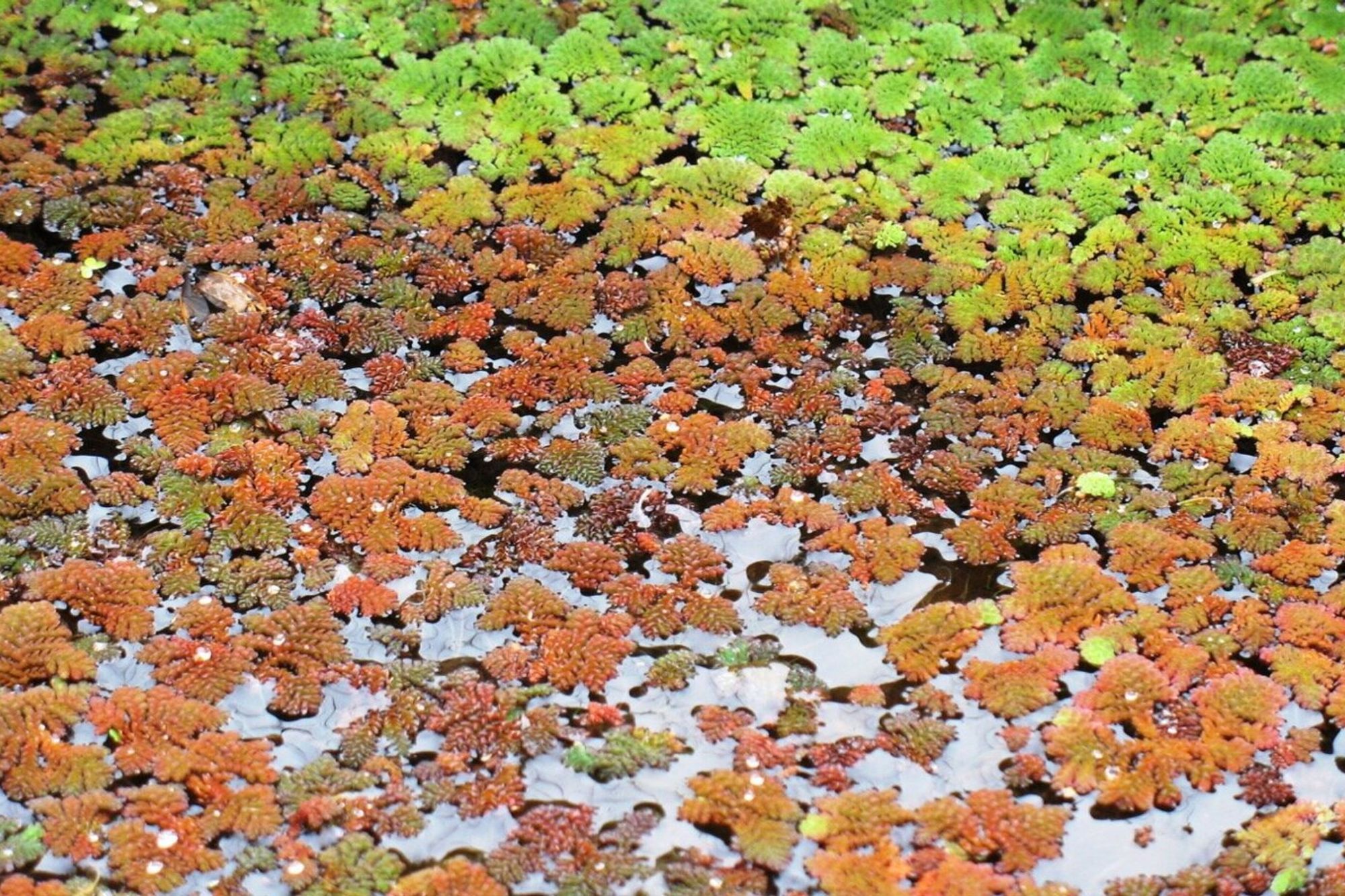australianwaterplants.jpg