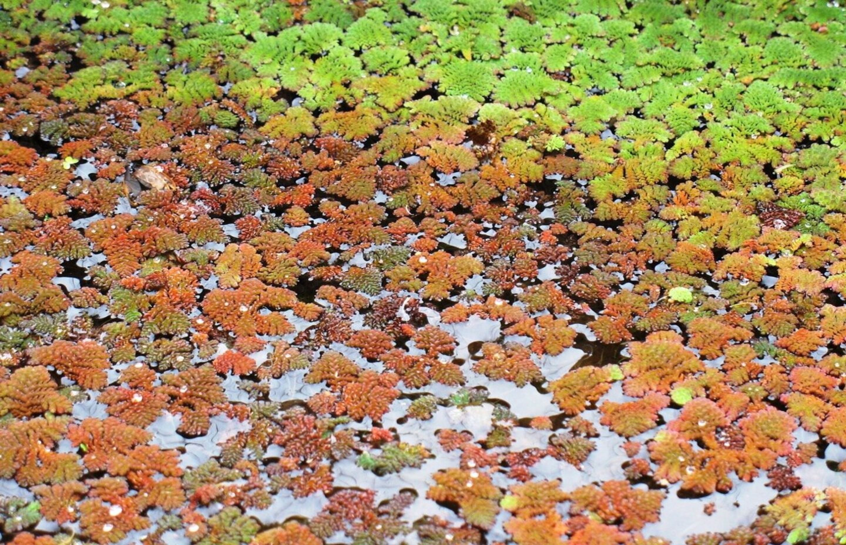 australianwaterplants.jpg