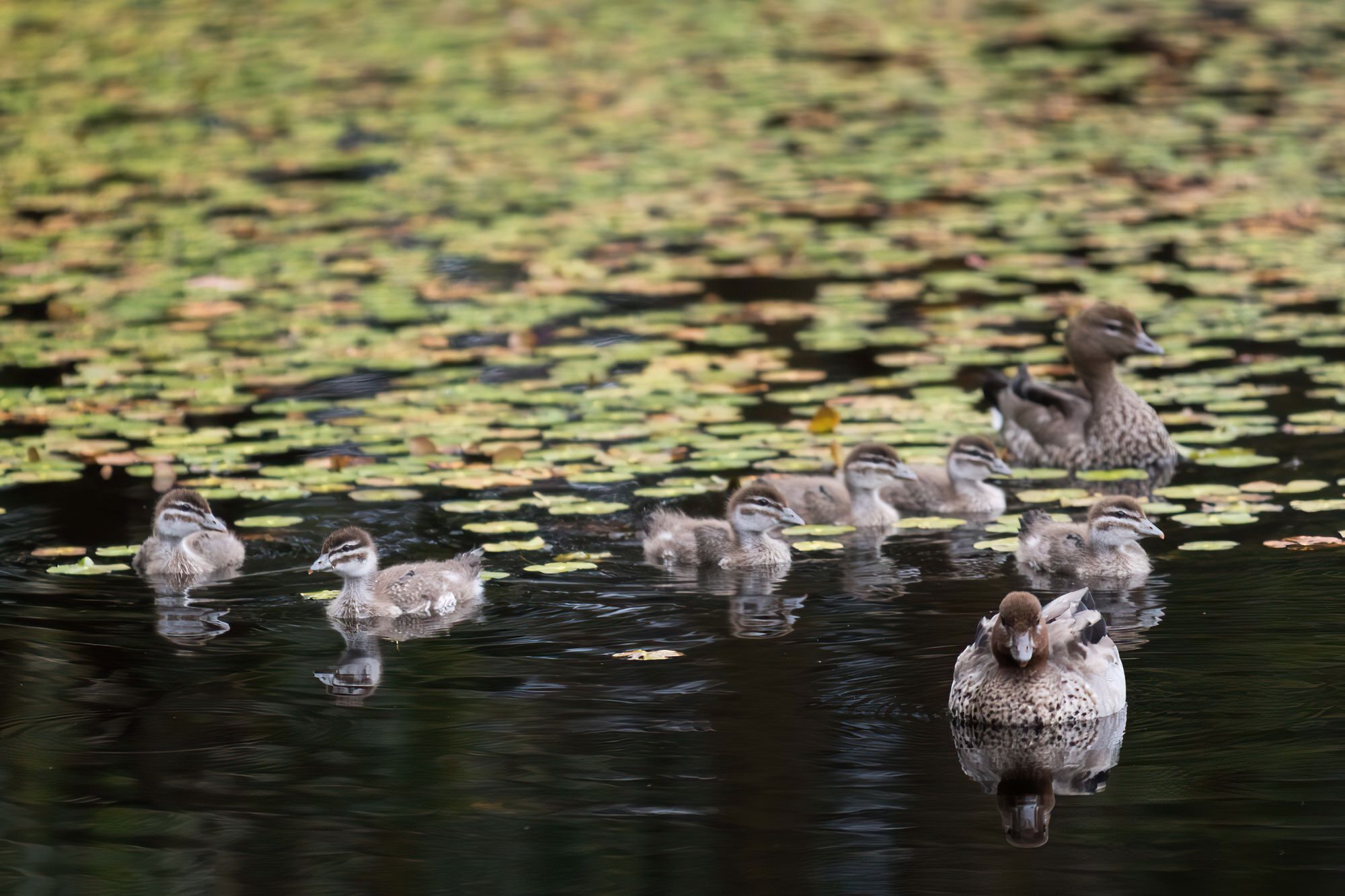 buildmePARAPARAPDUCKS-gigapixel-standard-width-5825px.jpg