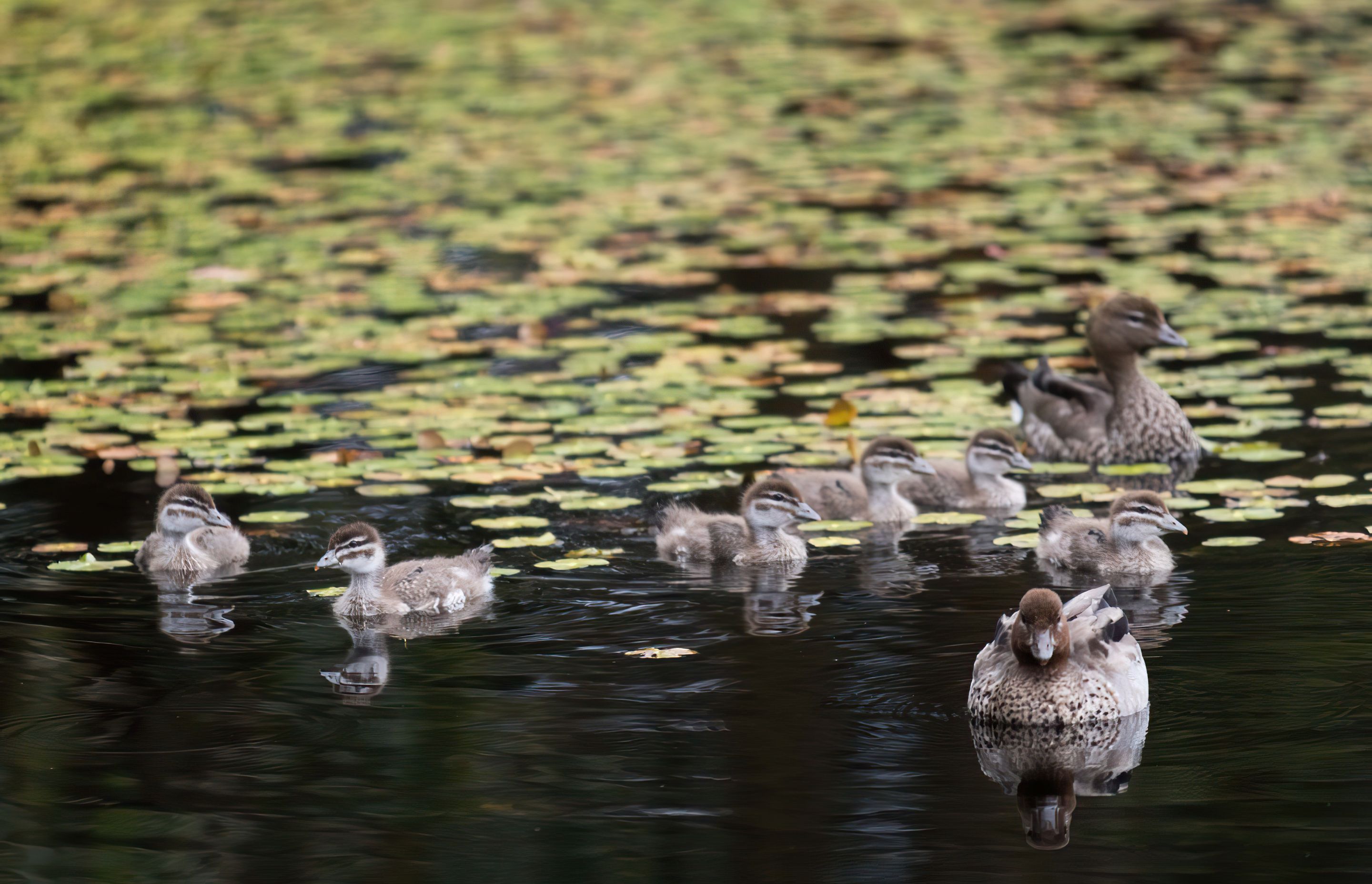 buildmePARAPARAPDUCKS-gigapixel-standard-width-5825px.jpg