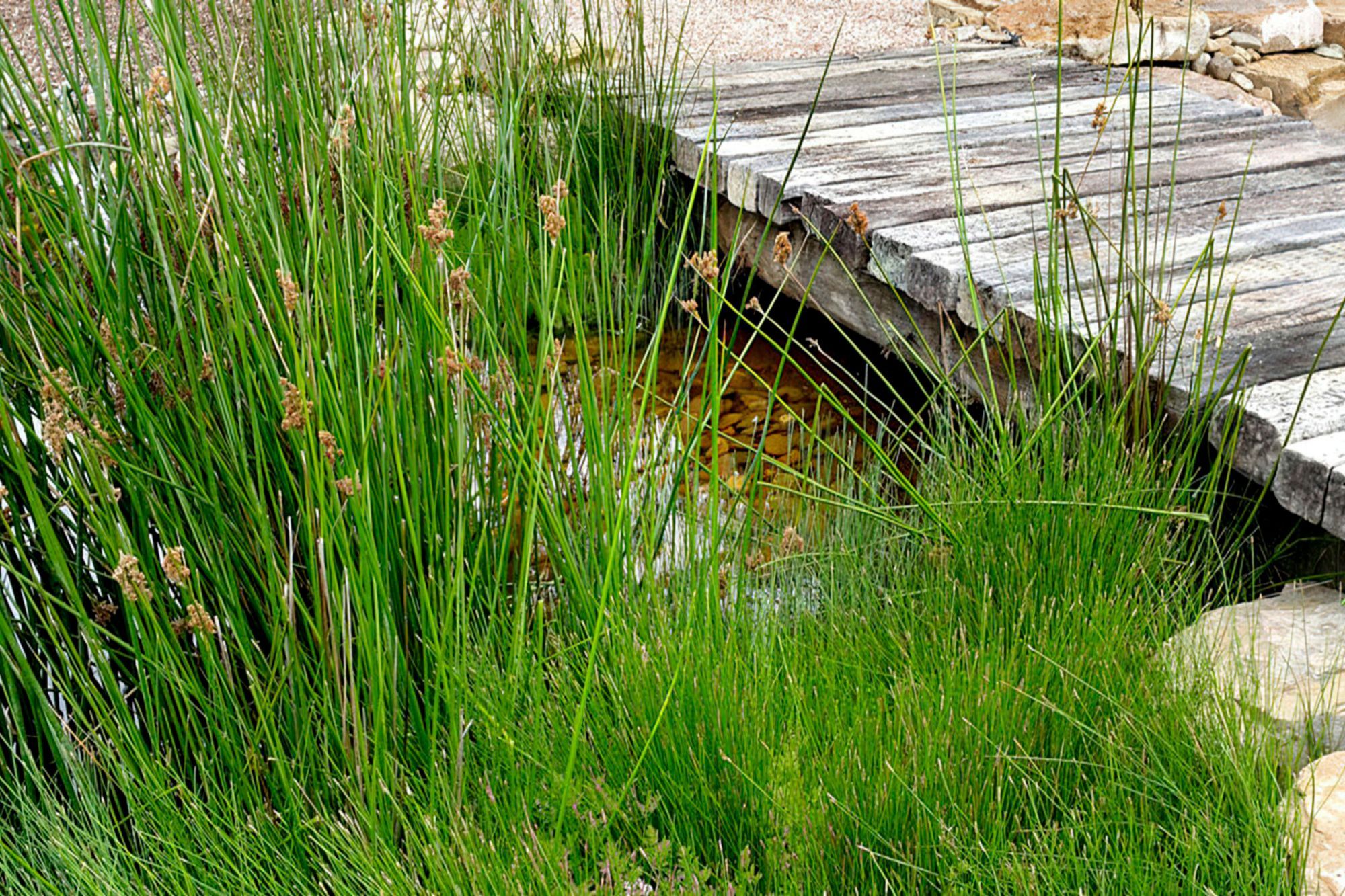 buildmestemlandscapearchitecturewetlands-gigapixel-standard-width-1440px.jpg