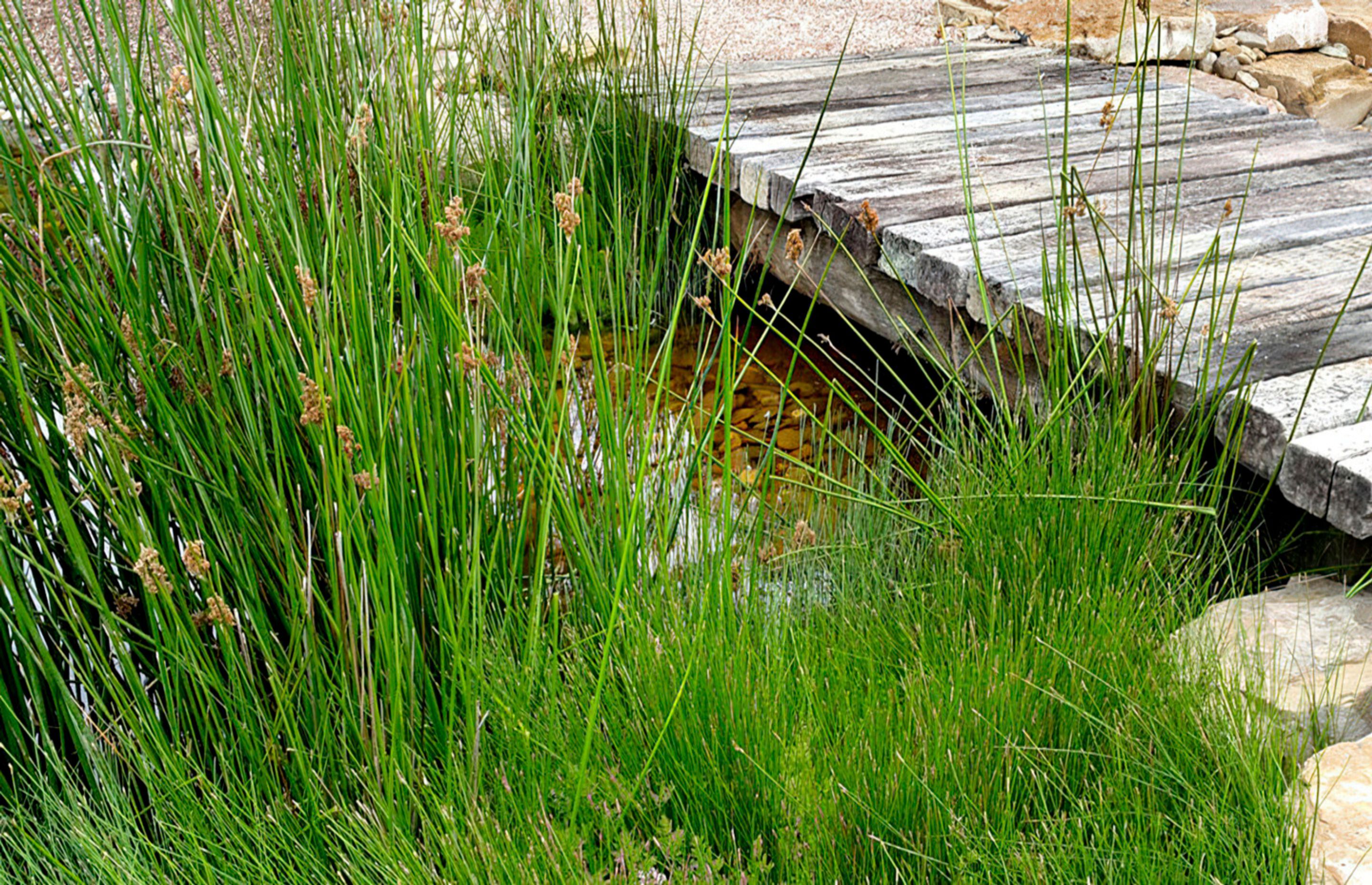 buildmestemlandscapearchitecturewetlands-gigapixel-standard-width-1440px.jpg