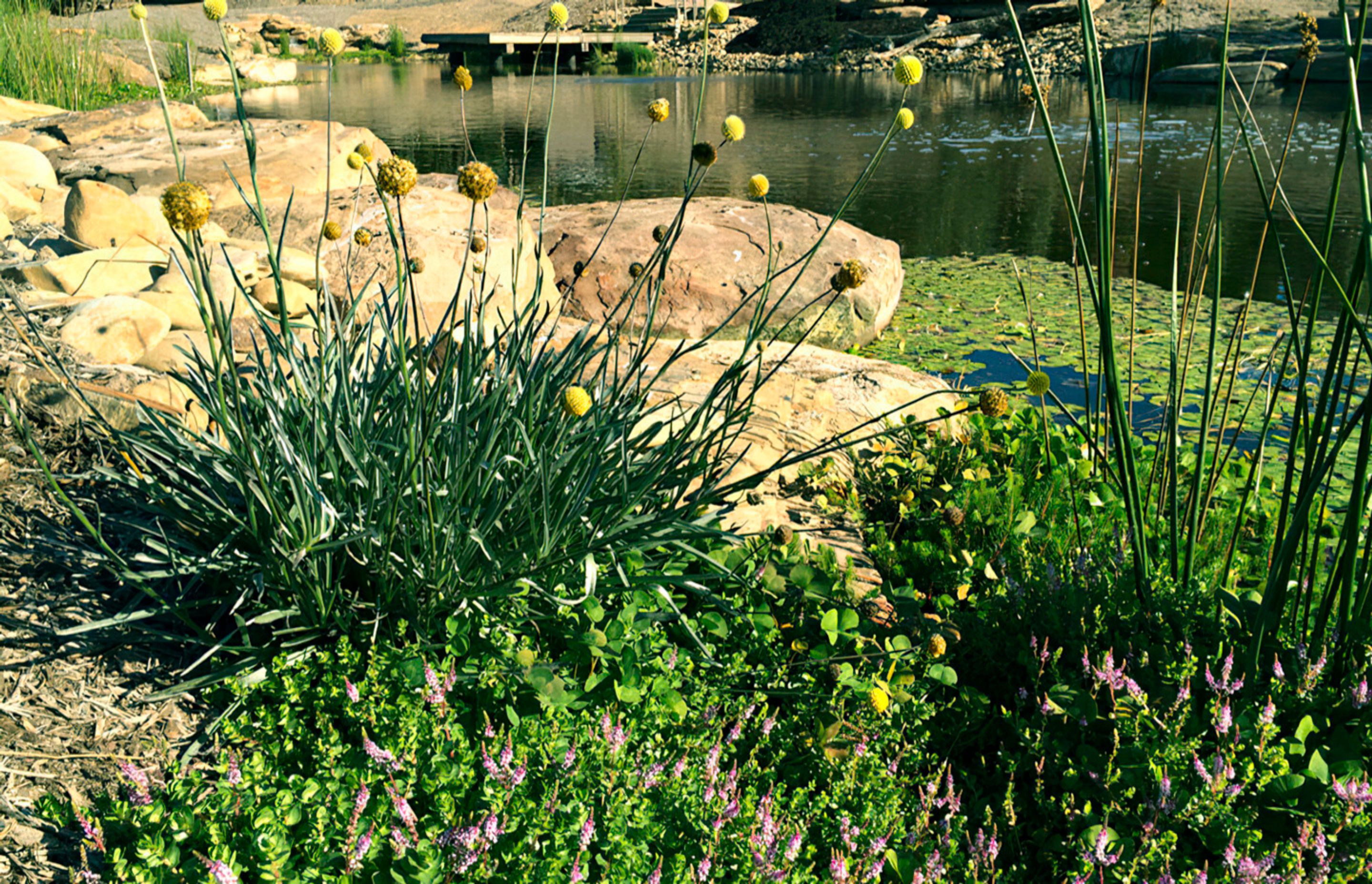 buildmestemlandscapedesign-gigapixel-standard-width-1440px.jpg
