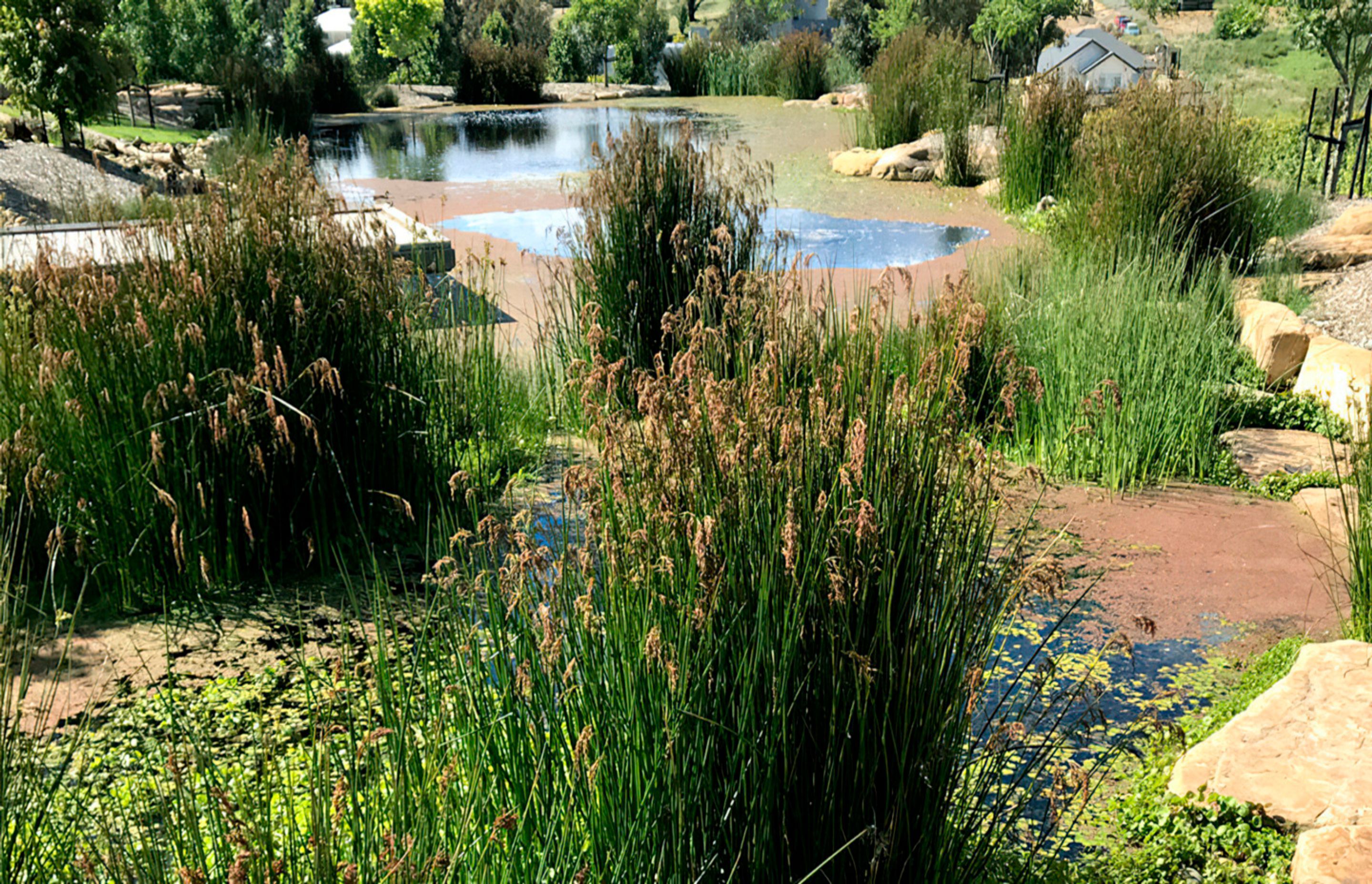 buildmestemlandscapedesignwaterhabitats-gigapixel-standard-width-1440px.jpg