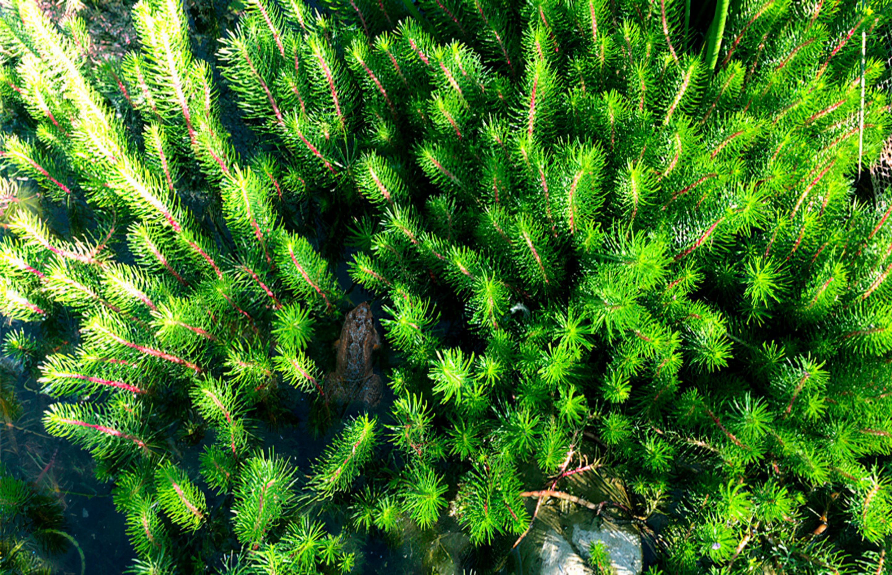 buildmewaterplantsmelbourne-gigapixel-standard-width-1440px.jpg