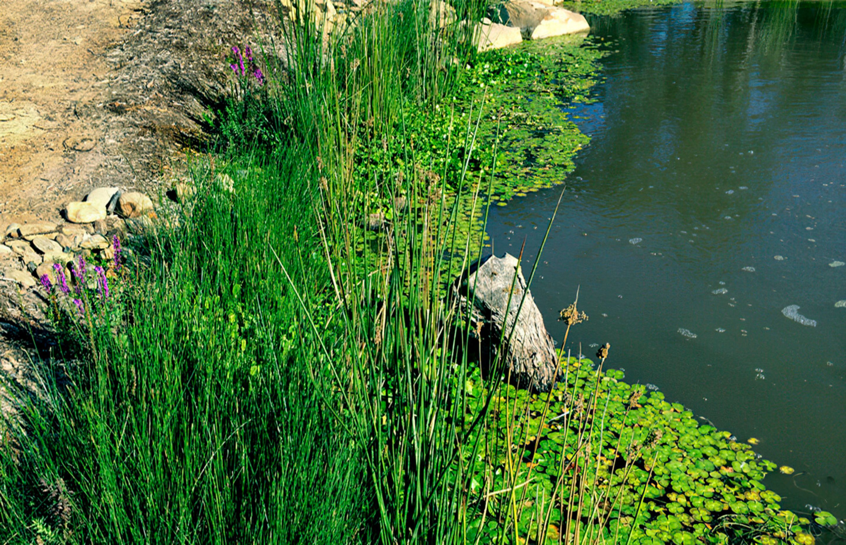 buildmewetlanddesignmelbourbe-gigapixel-standard-width-1440px.jpg