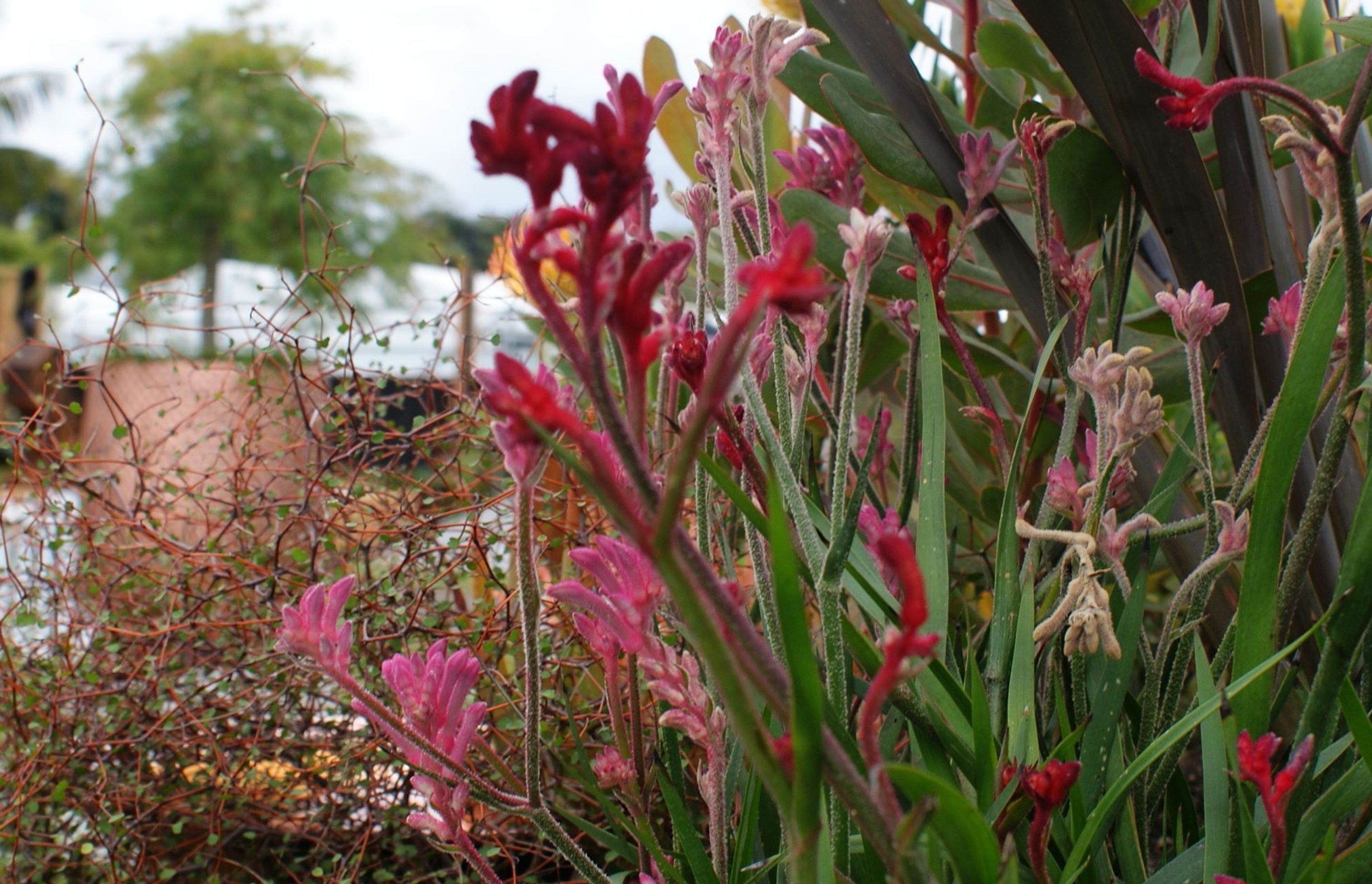 Flower &amp; Garden Show