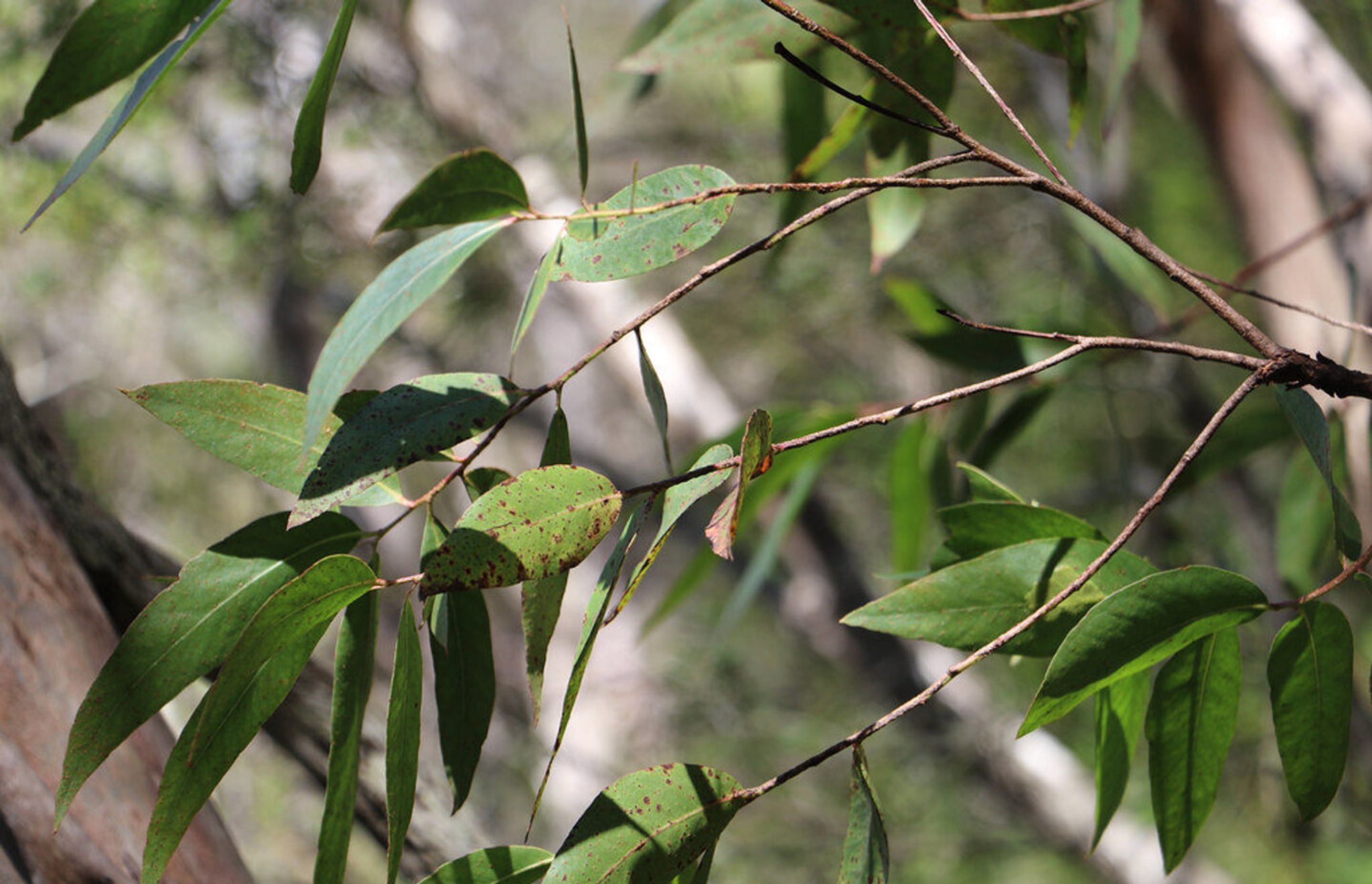 eucalypt.jpg