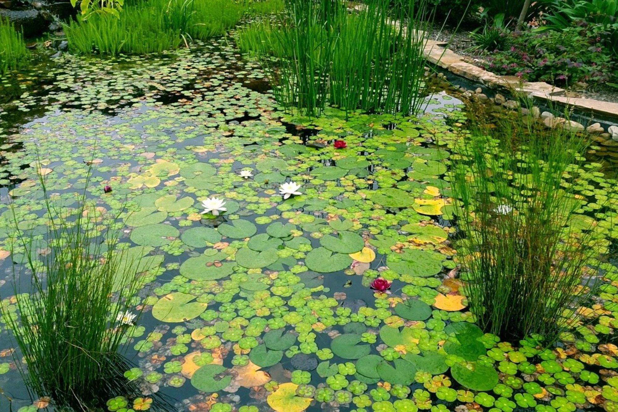 frogpondmelbourne.jpg