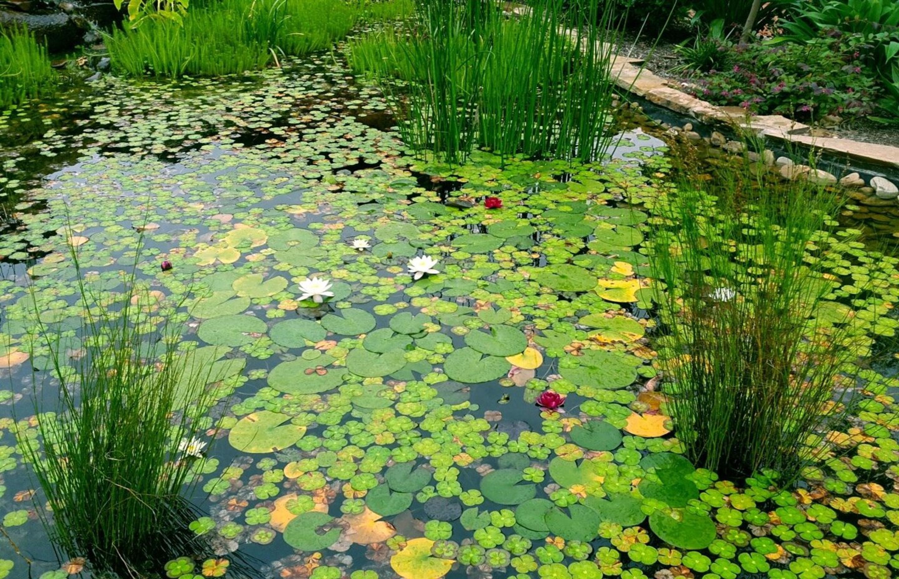 frogpondmelbourne.jpg