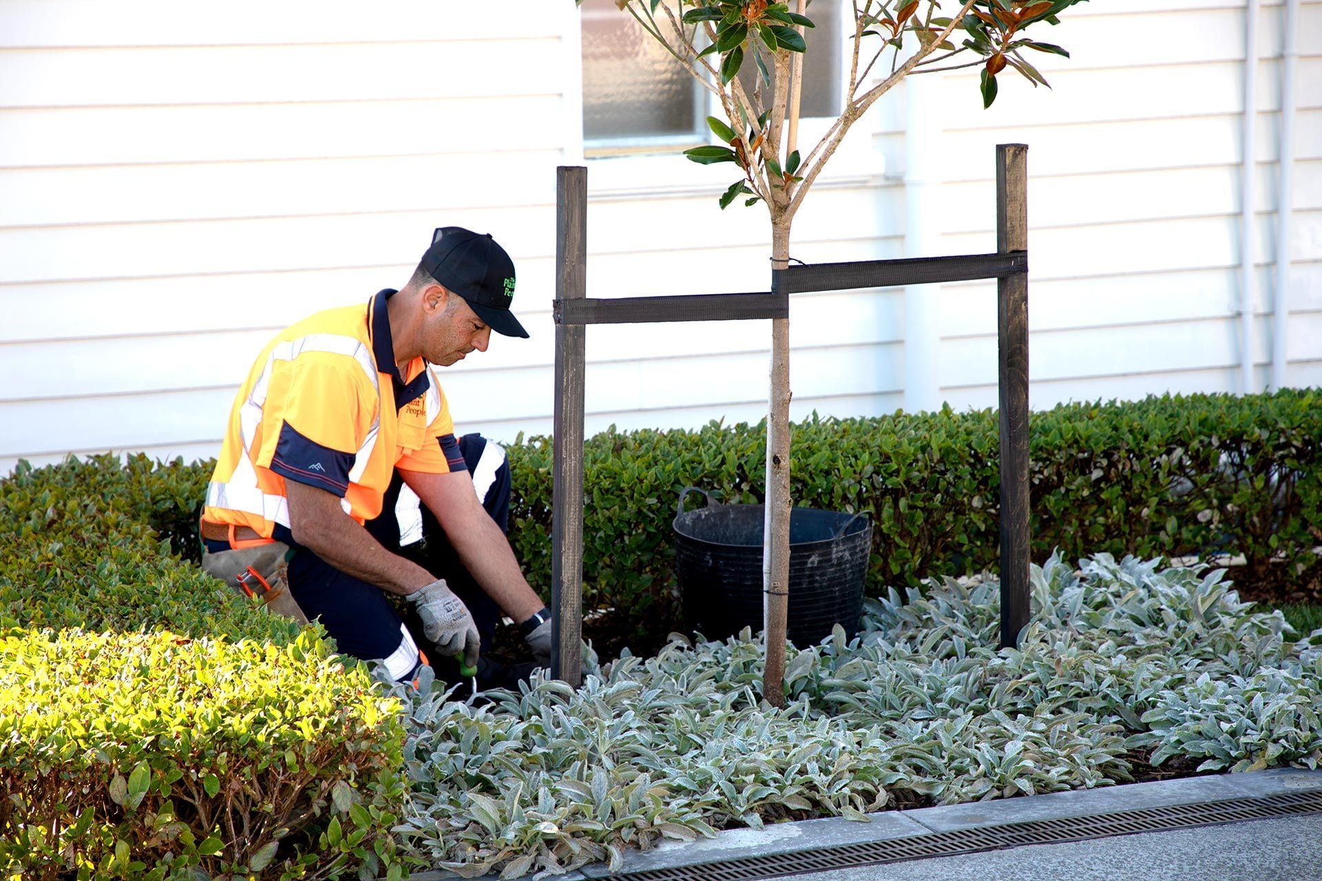 hobsonville-point-commercial-garden-maintenance-182A4364.jpg